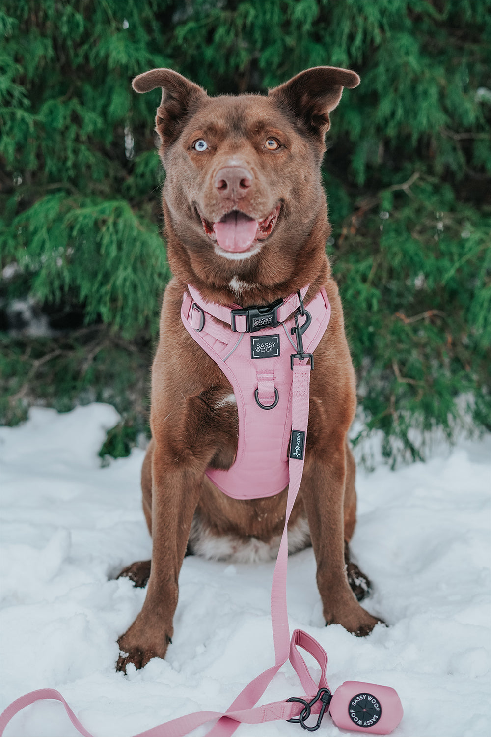 Dog Collar - Dusty Rose