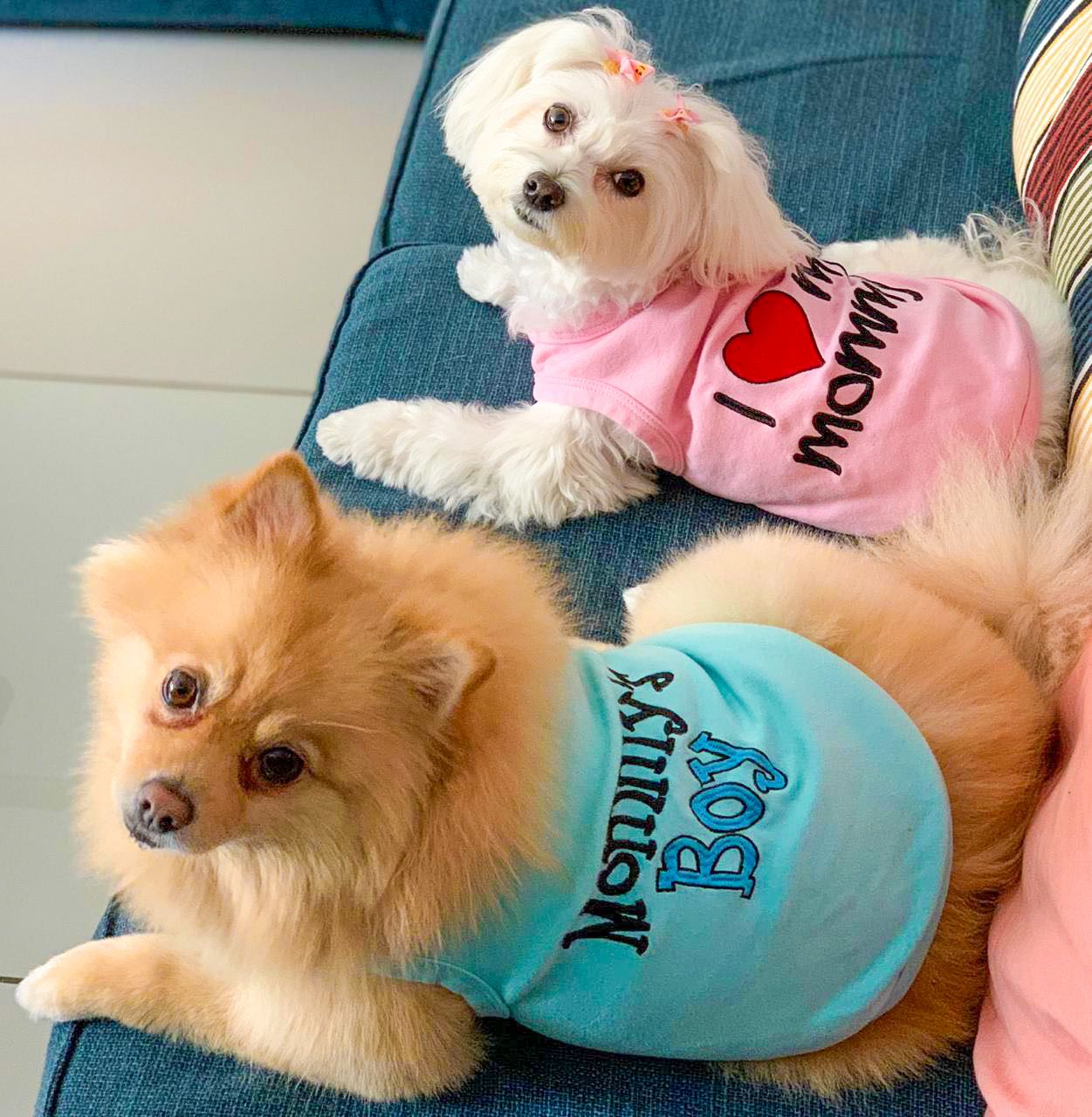 Parisian Pet Mommys Boy Cotton Dog Apparel  Comfortable T-Shirt for Small Dogs and Cats, Light Blue-Valentines Day