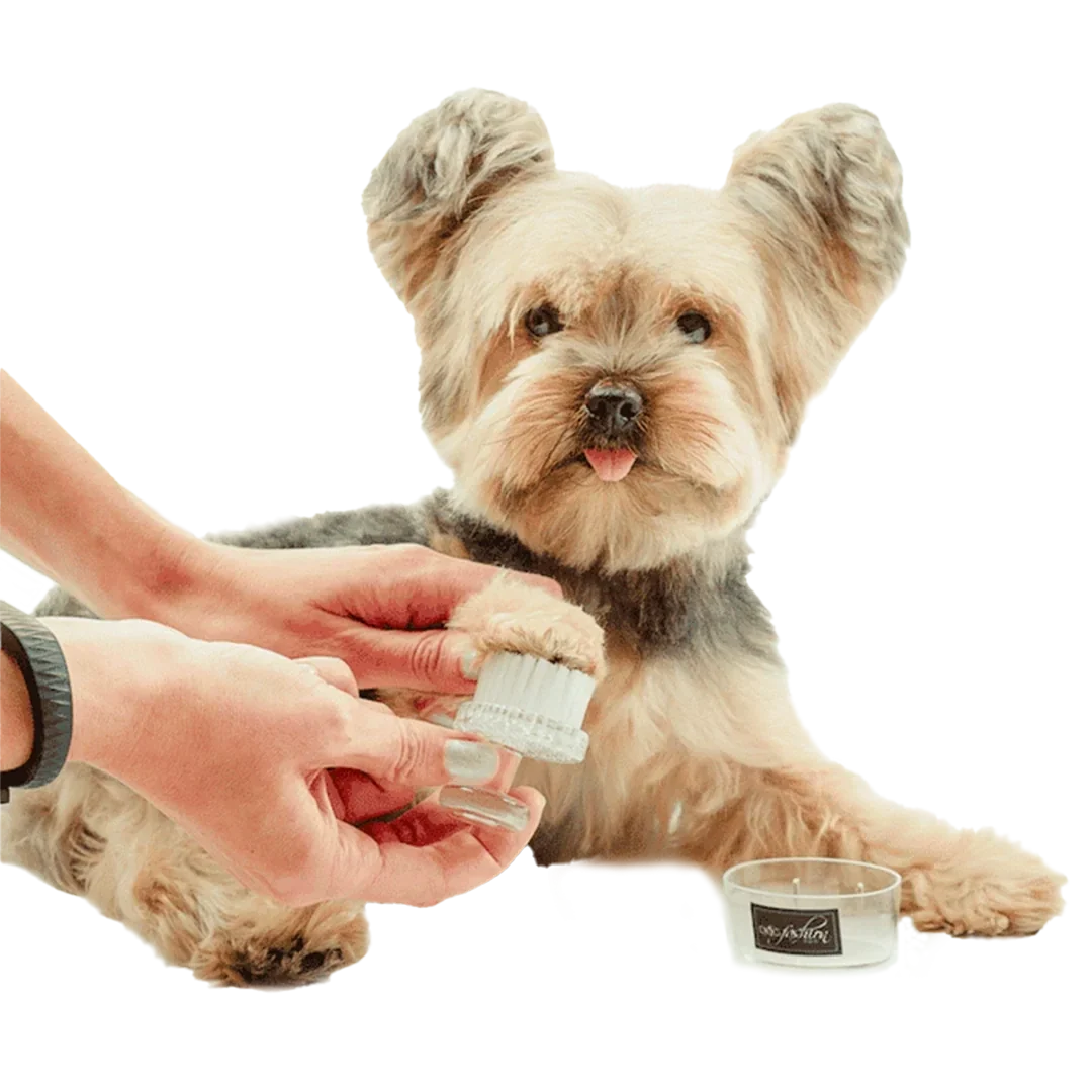 Dog Fashion Spa Purple Face and Paw Brush