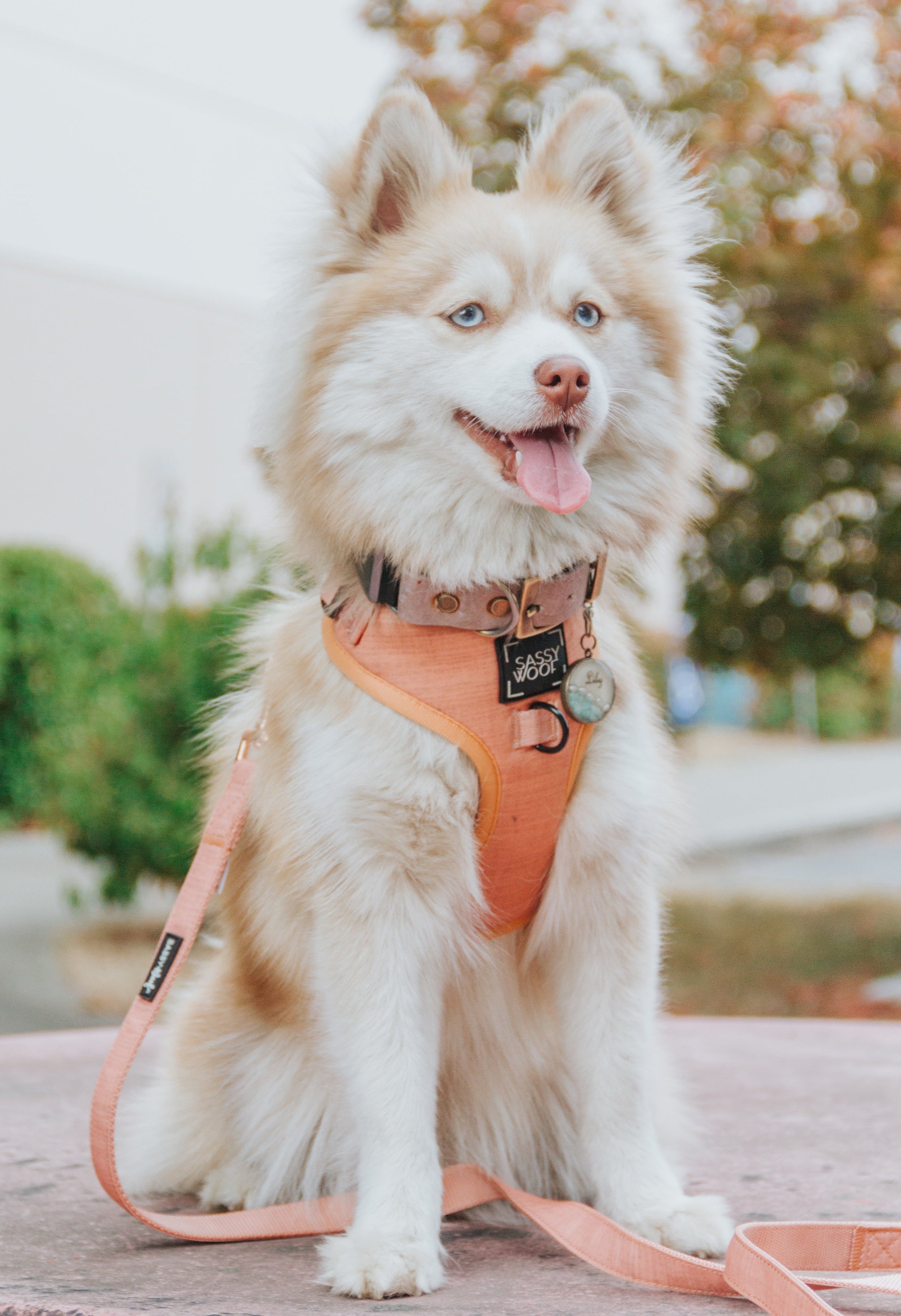 Dog Adjustable Harness - Apple Cider