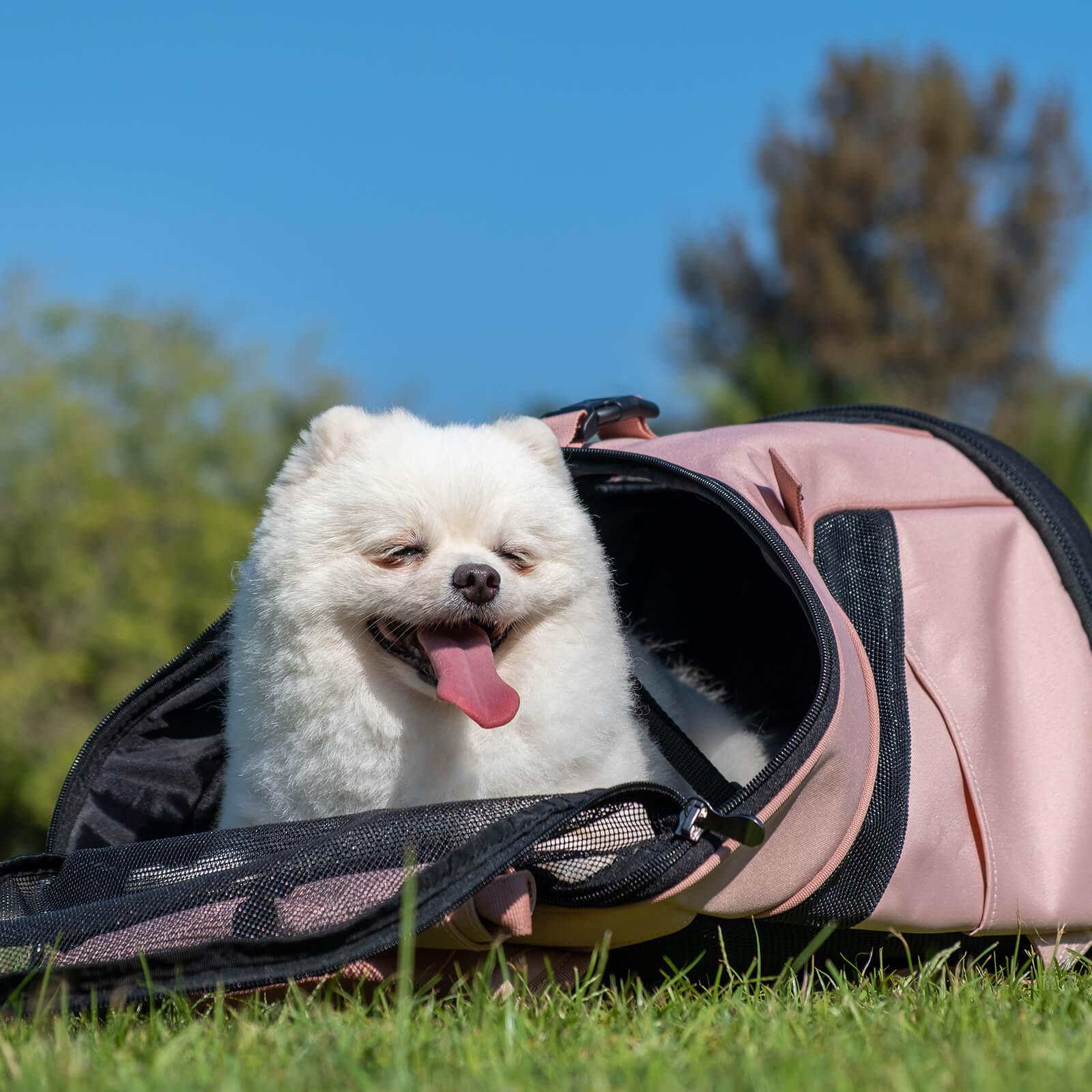 ibiyaya Ultralight Pro Pet Backpack Carrier, Front-Facing Cat-Dog Travel Bag