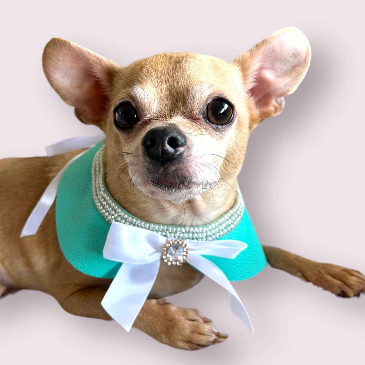 Sniffany Blue Bow Dog Collar