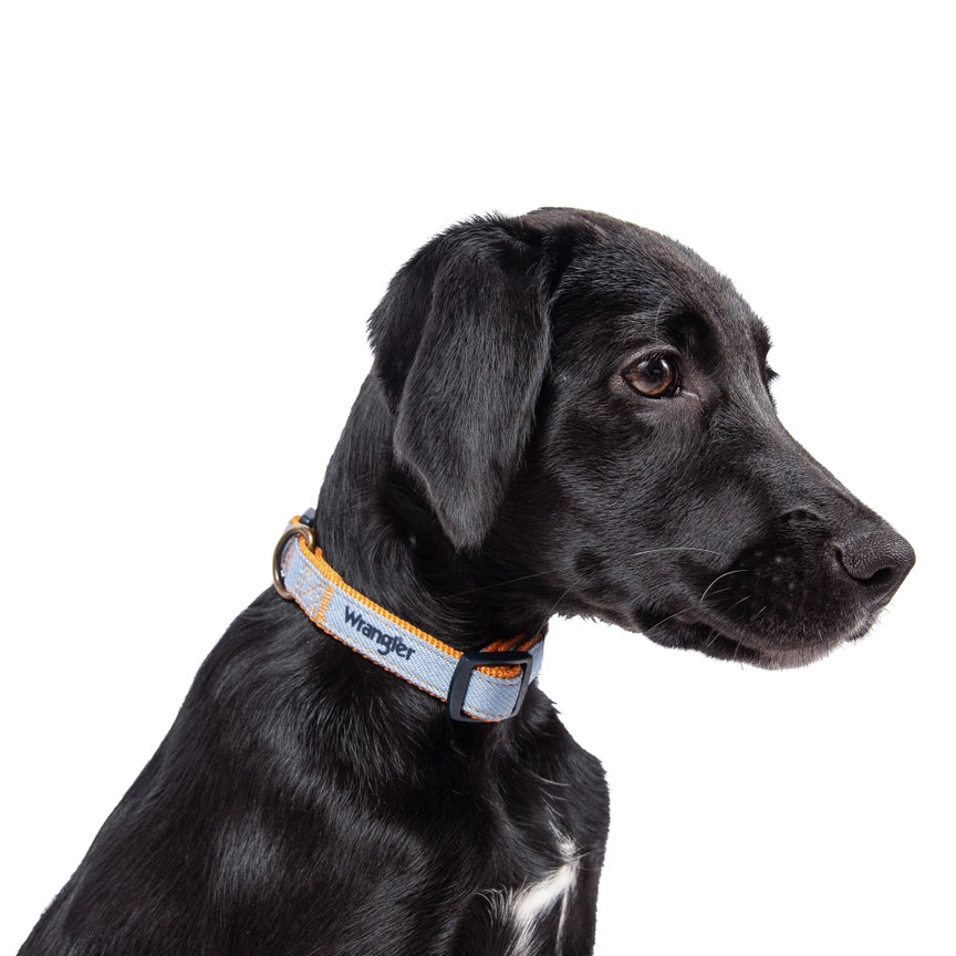 Wrangler® Light Wash Denim Harness, Collar & Lead Set