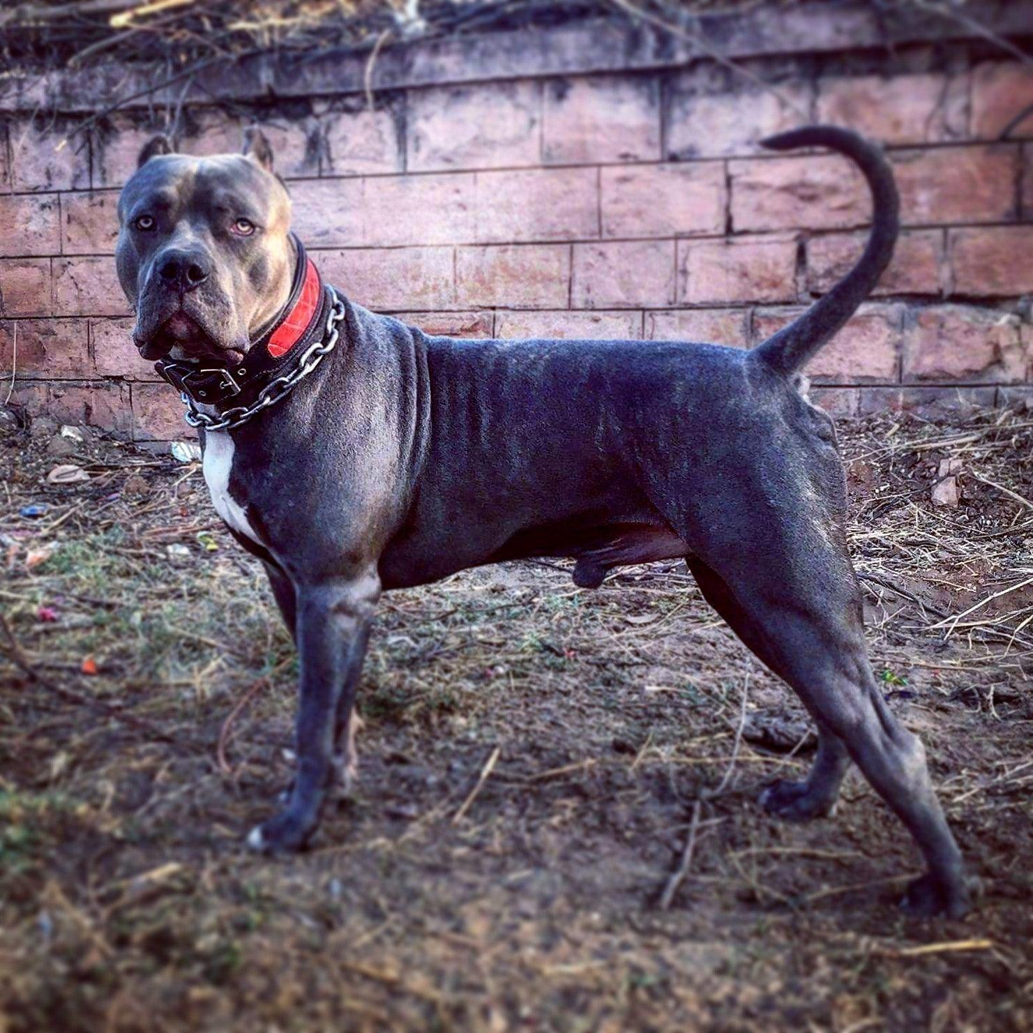 Bestia Reptile Leather Dog Collar