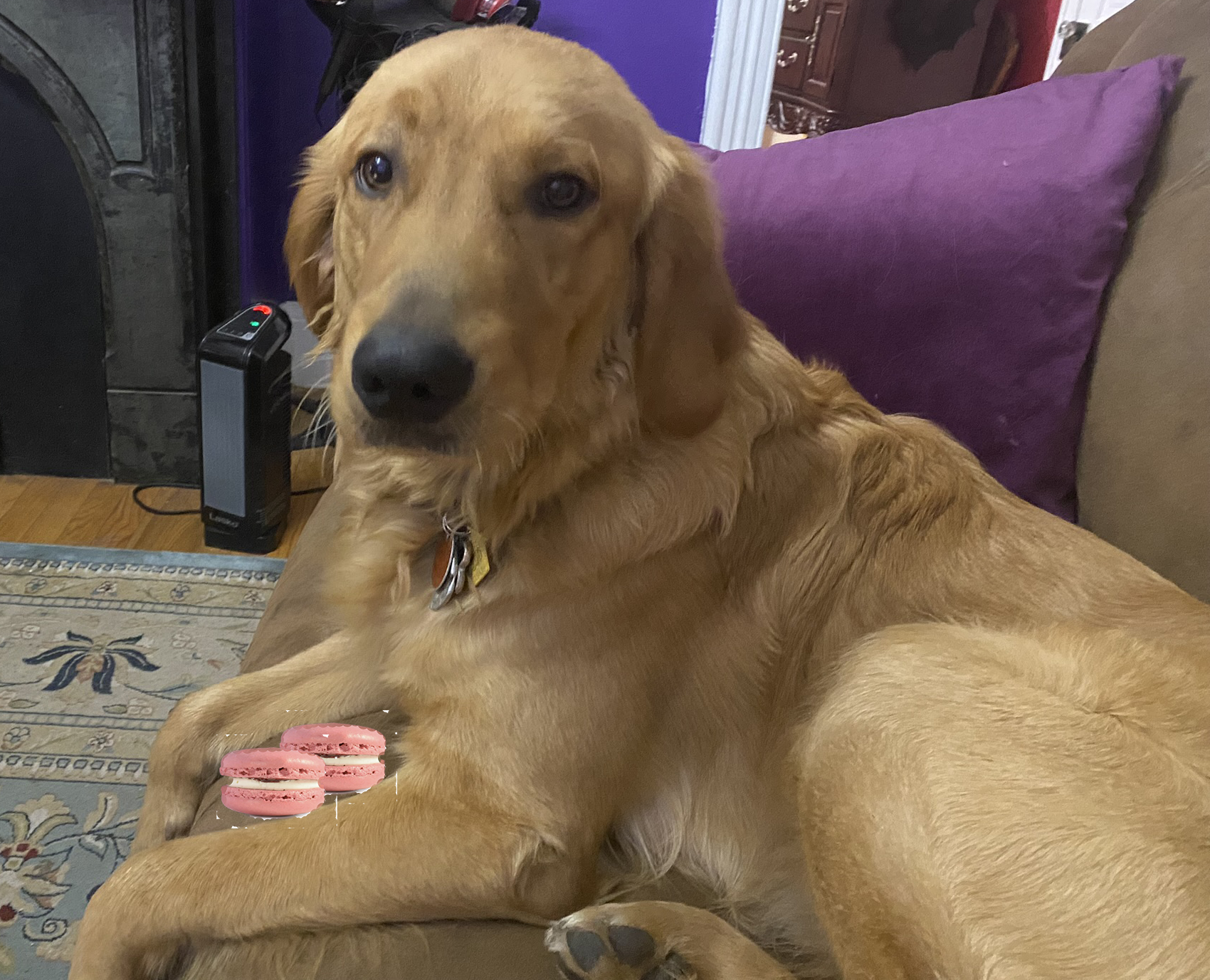 Macarons Organic Dog Treats