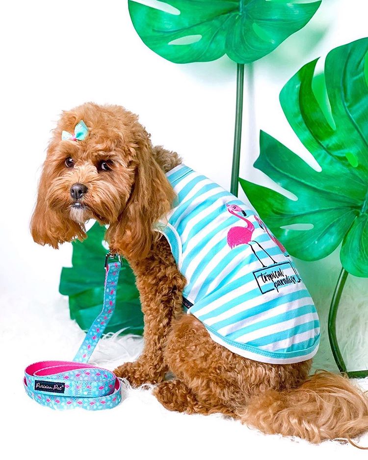 Parisian Pet Flamingos Dog T-Shirt-Light Blue & White Stripes