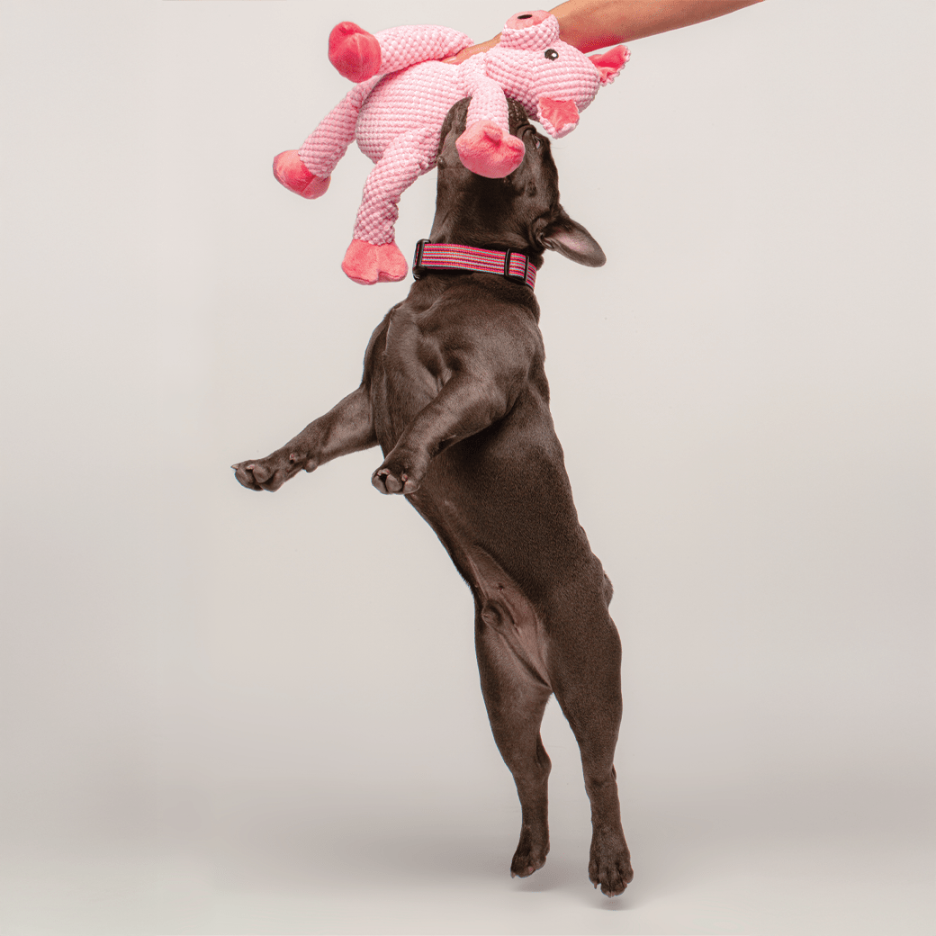 Floppy Pig | HT Animal Supply