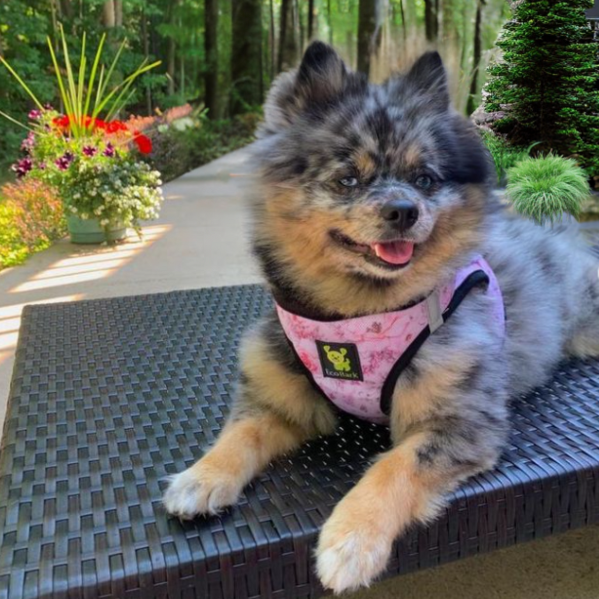 EcoBark – French Floral Reflective Step-In Dog Harness
