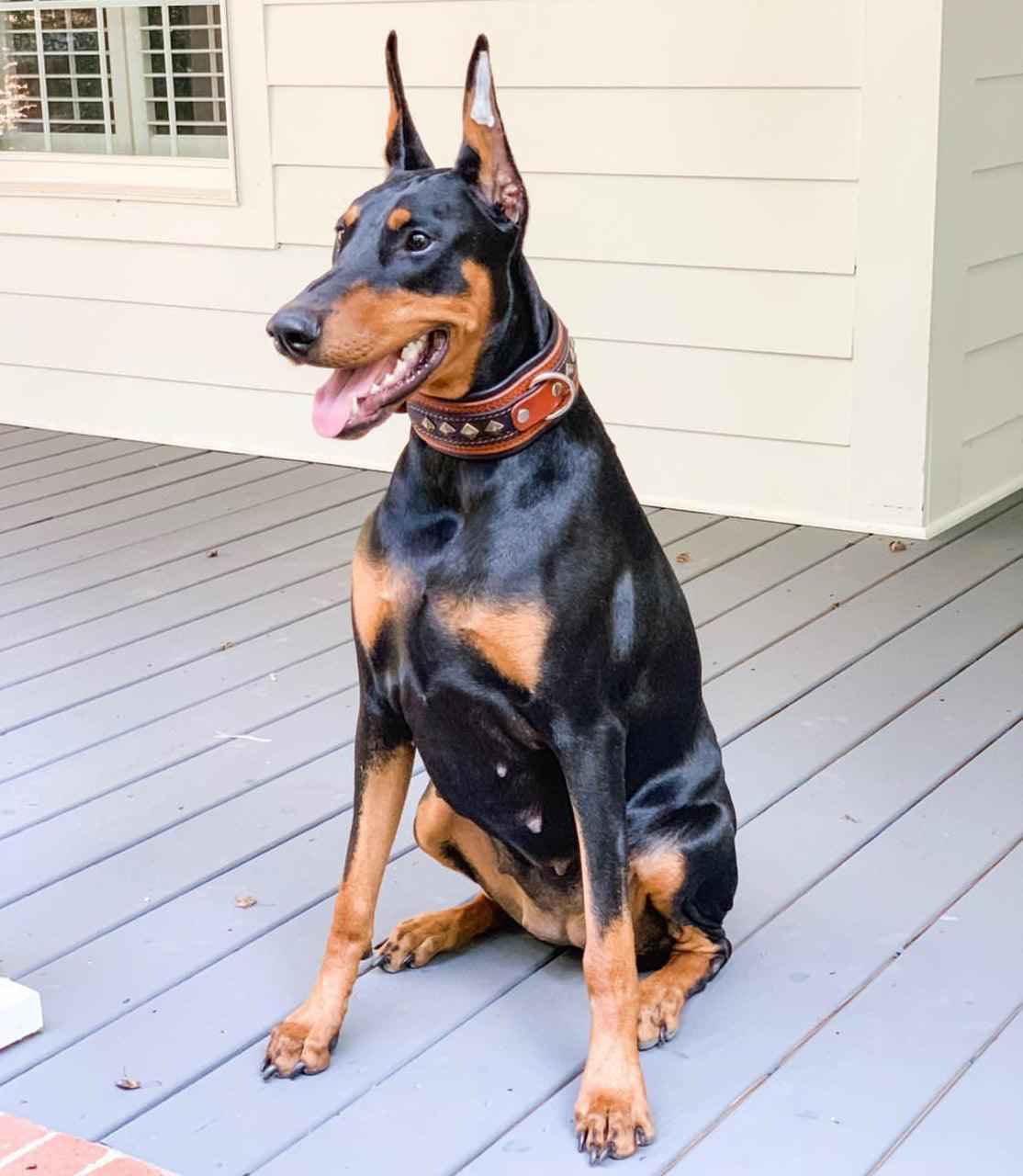 Bestia Balteus Brown Leather Dog Collar