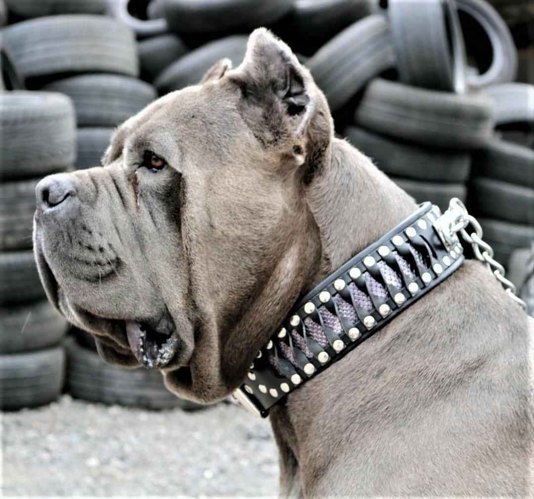 Bestia Steampunk Exclusive Design Leather Dog Collar