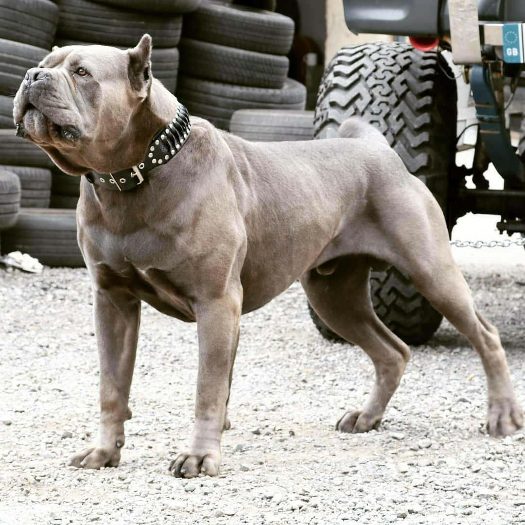 Bestia Dog Gear Genuine Leather Dog Collar 