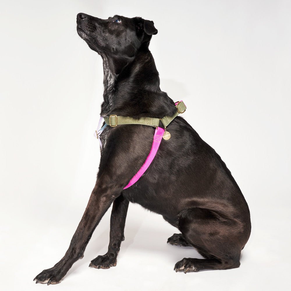 Jolie Webbing Dog Harness – Durable, Adjustable & Stylish | Found My Animal