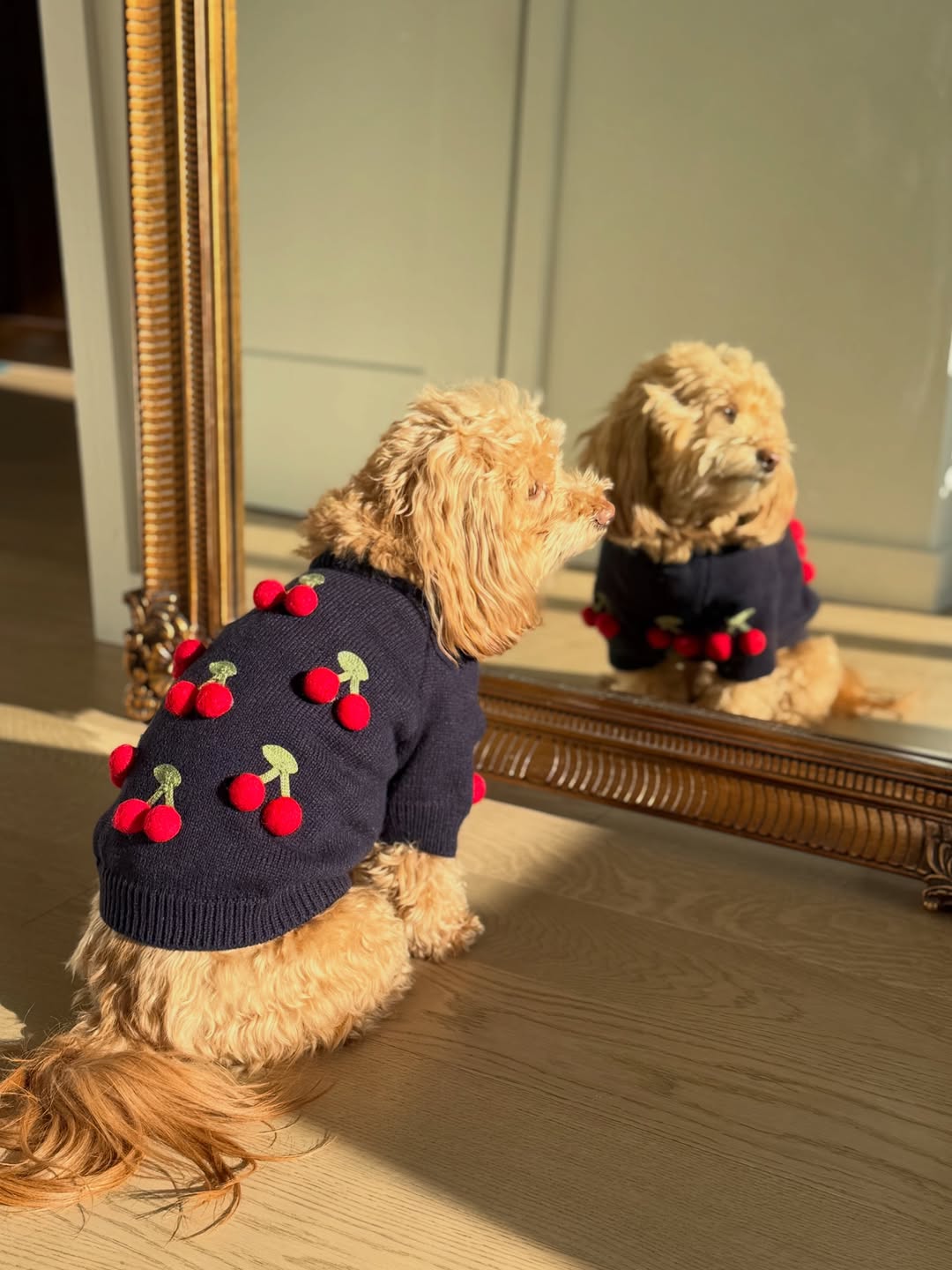 Dog Sweater - Cherries 3D Icon | Found My Animal