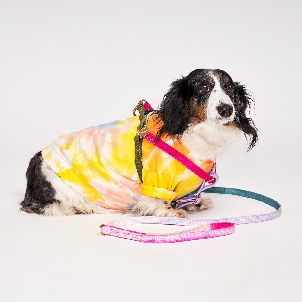 Jolie Webbing Dog Harness – Durable, Adjustable & Stylish | Found My Animal