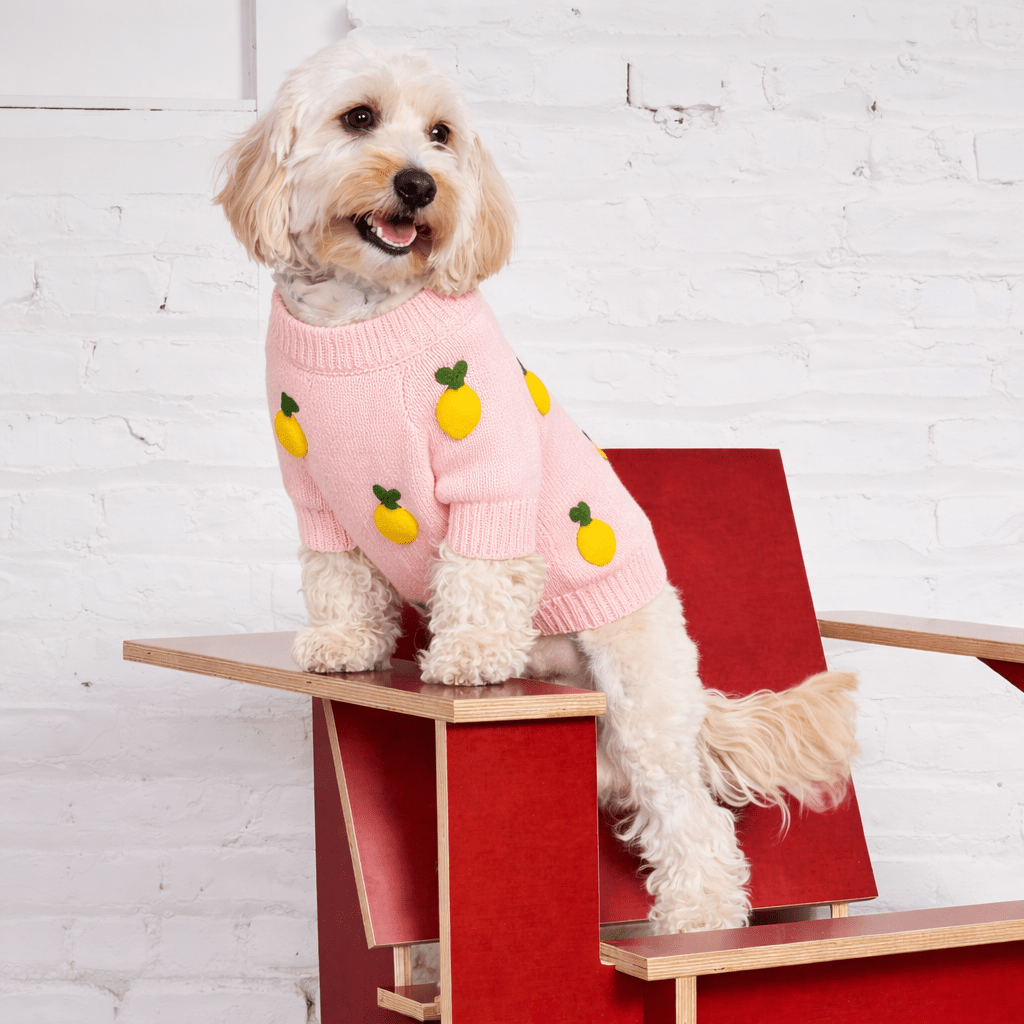 Dog Sweater - Lemon 3D Icon | Found My Animal