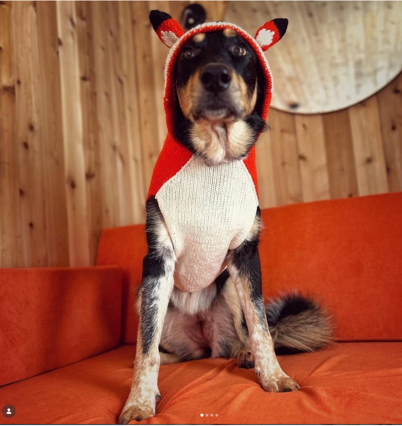 Chilly Dog Foxy Hoodie Dog Sweater