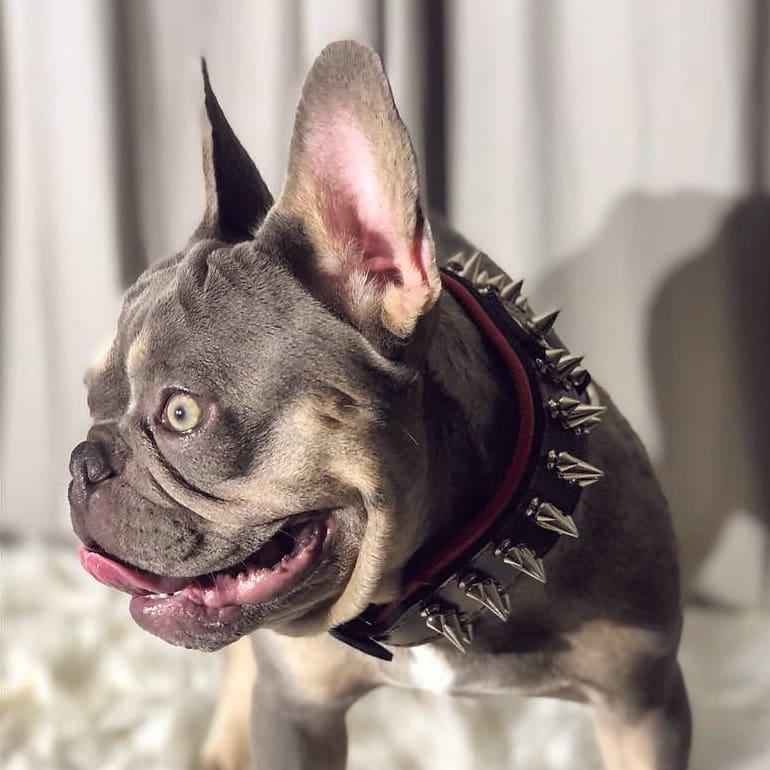Bestia Danger Leather Dog Collar