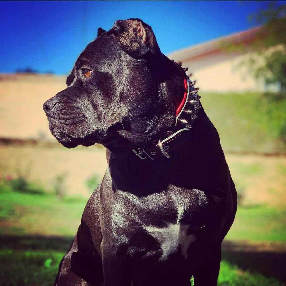 Bestia Frenchie Leather Dog Collar