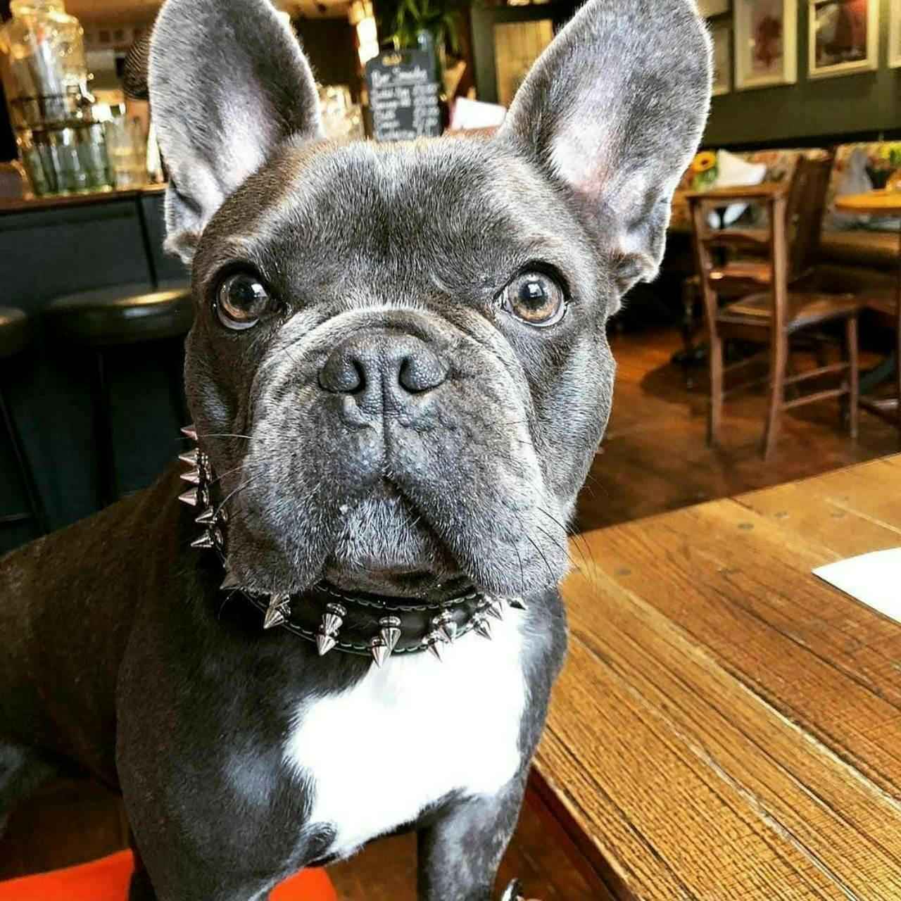 Bestia Frenchie Leather Dog Collar
