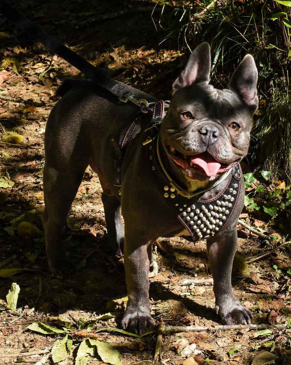 Bestia Frenchie Studded Leather Small to Medium Dog Harness