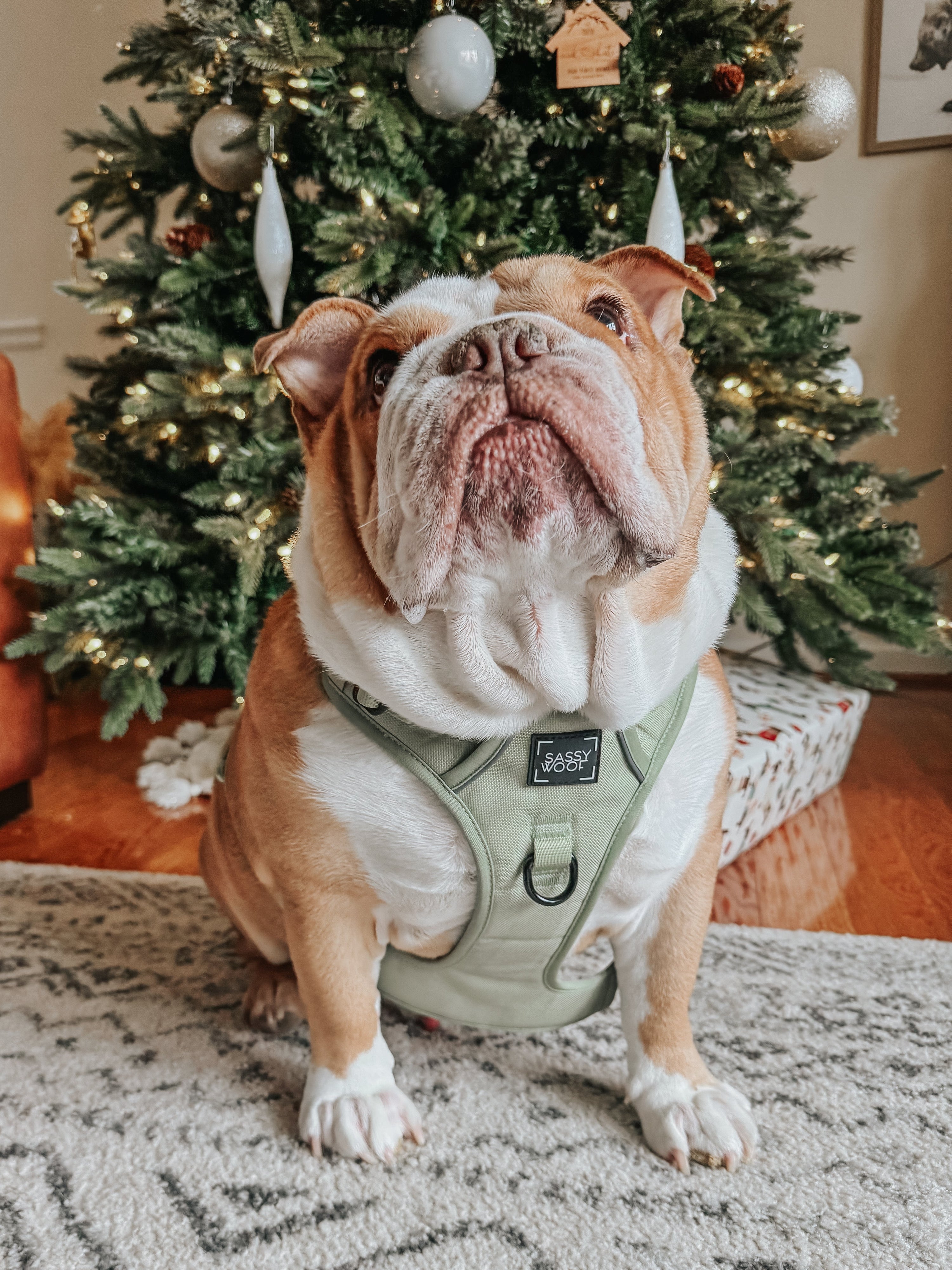 Dog Step-in Harness - Matcha