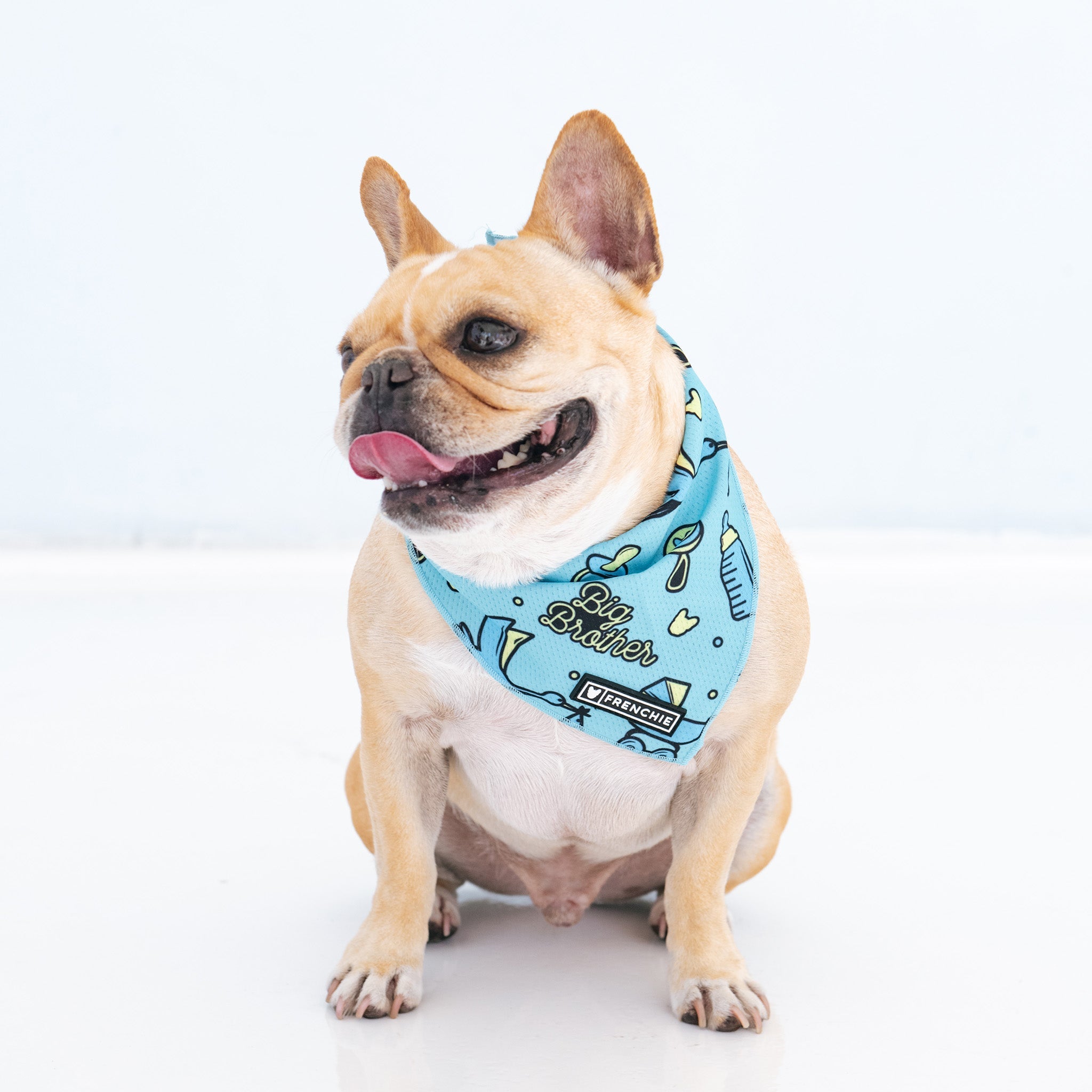Frenchie Cooling Bandana - Big Brother