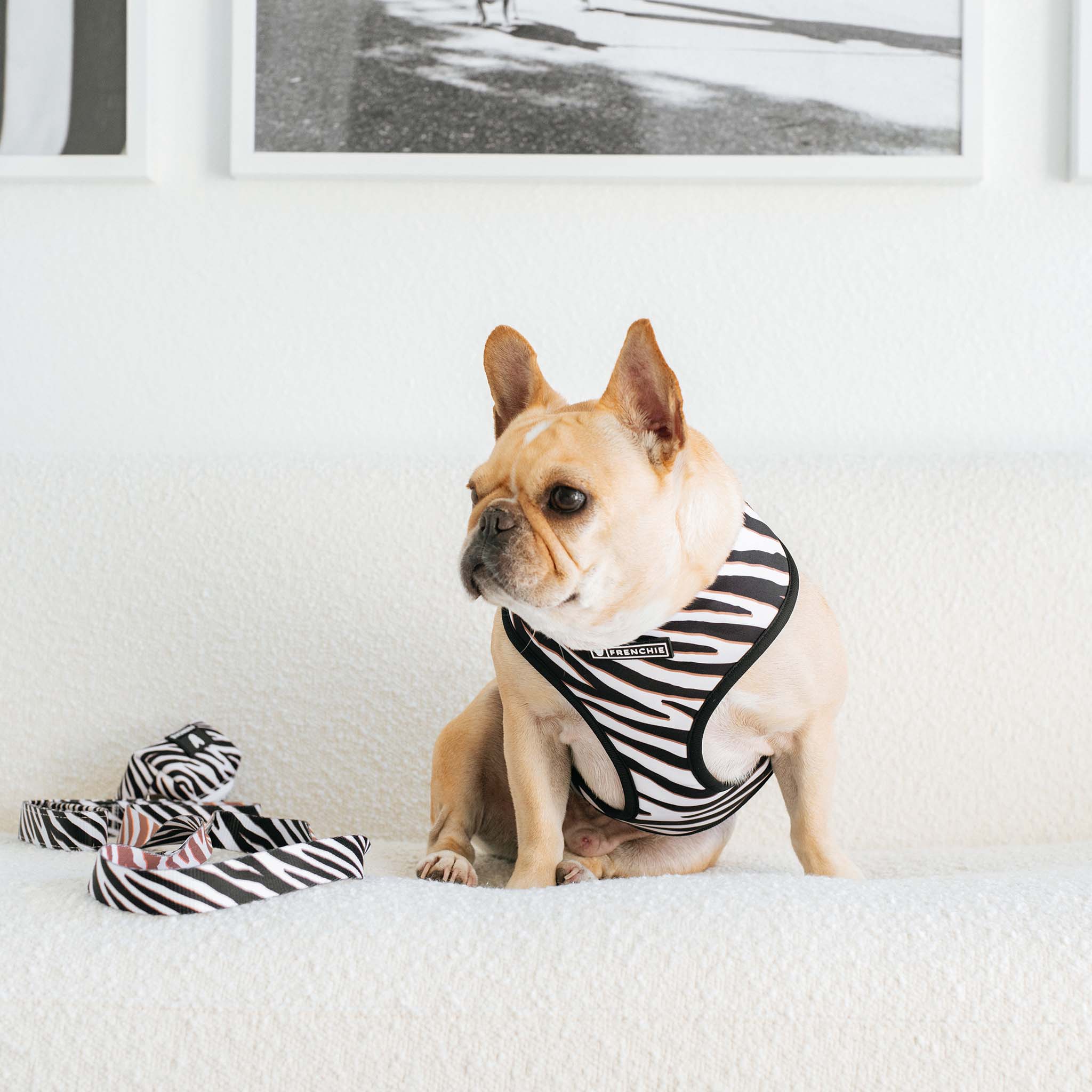 Frenchie Duo Reversible Harness - Zebra