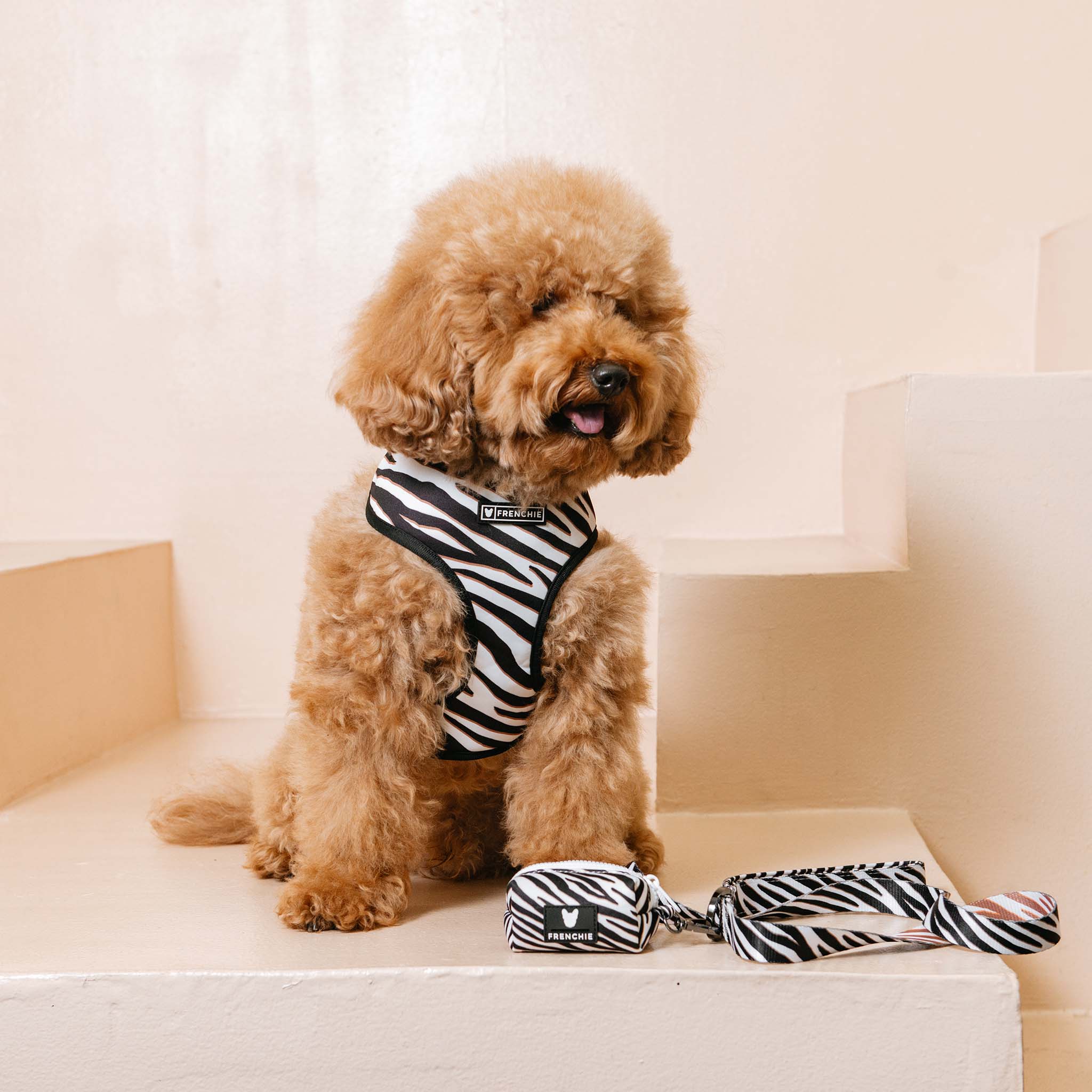 Frenchie Duo Reversible Harness - Zebra