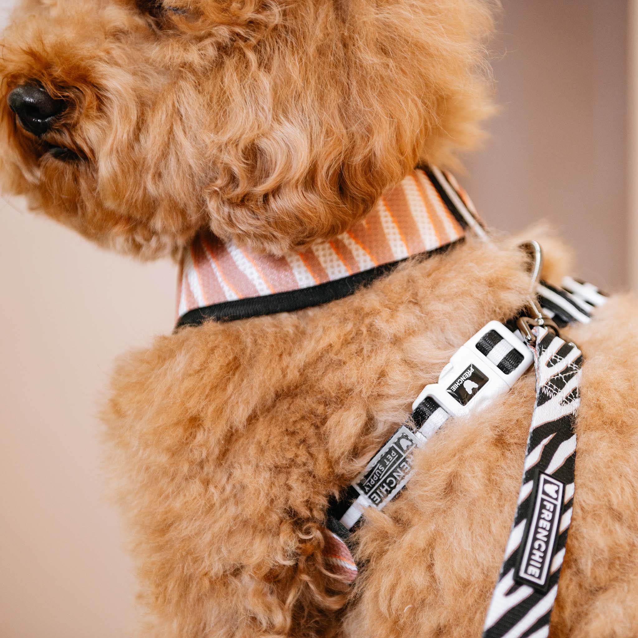 Frenchie Duo Reversible Harness - Zebra