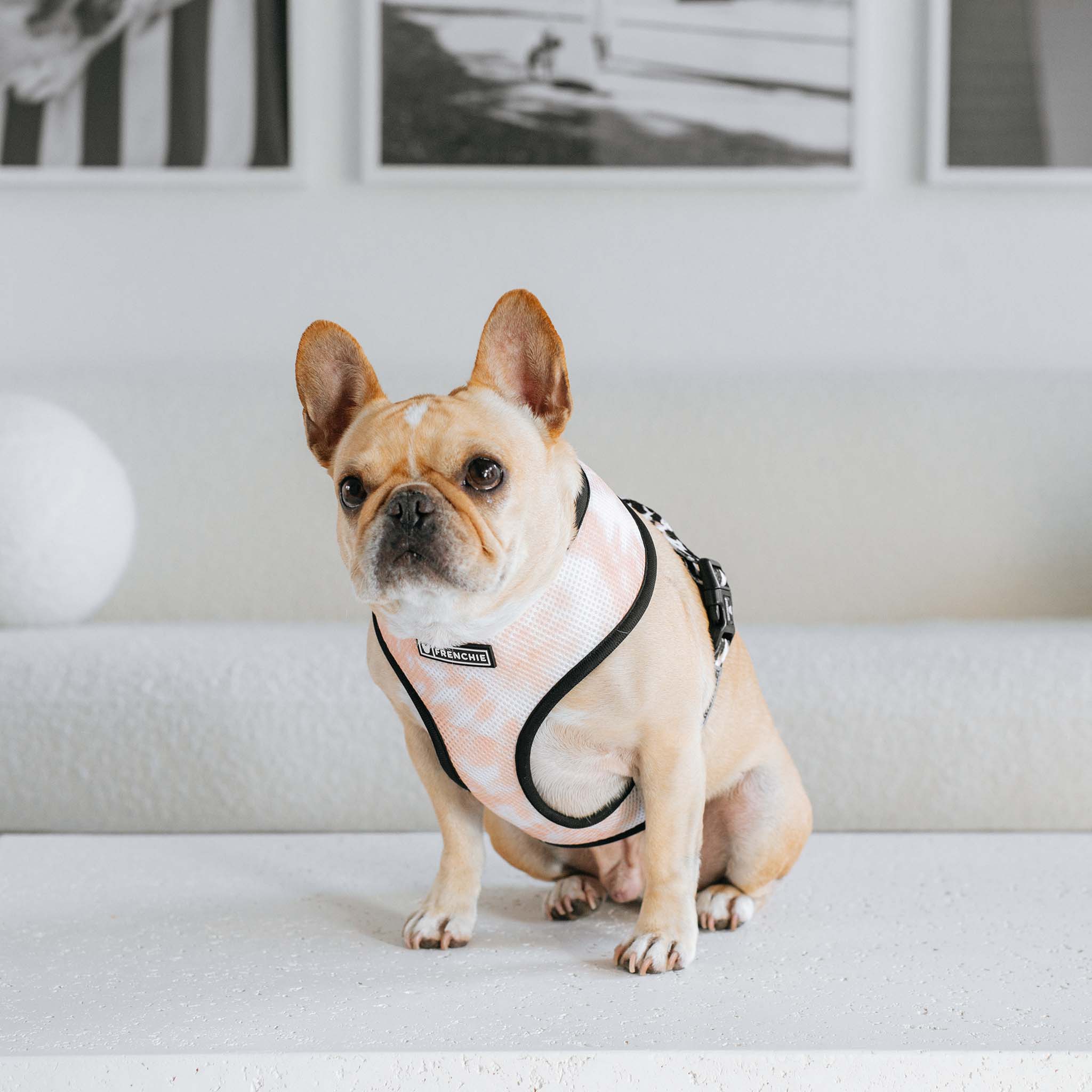 Frenchie Duo Reversible Harness - Earthy Tie Dye - HT Animal Supply
