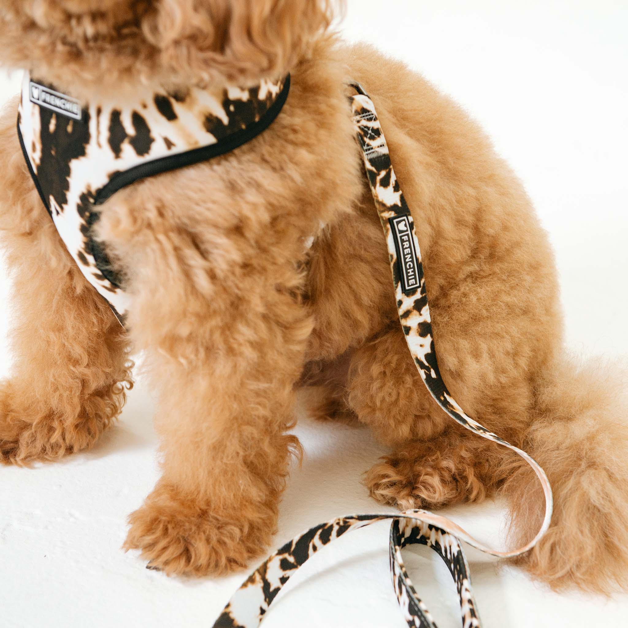 Frenchie Comfort Leash - Earthy Tie Dye