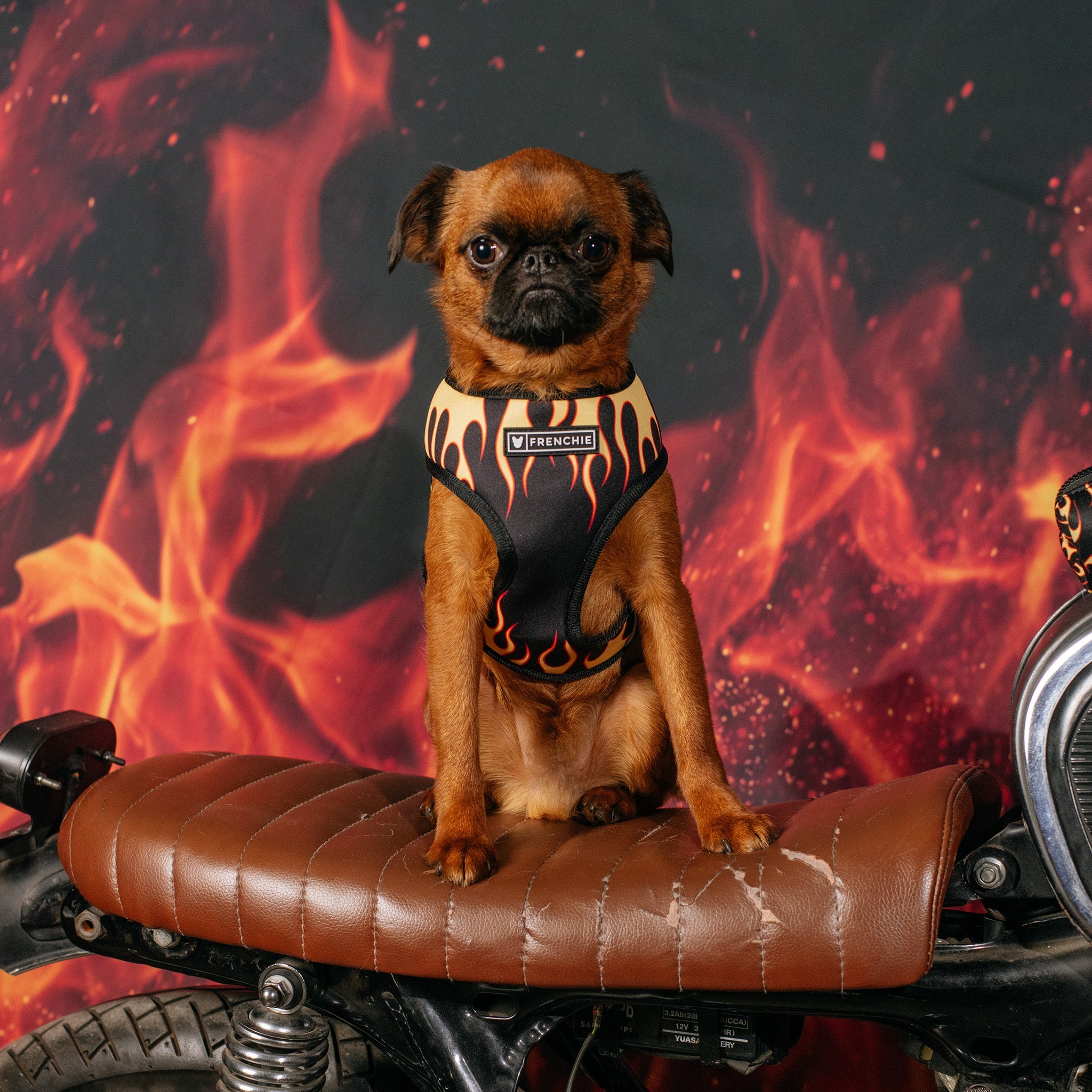 Frenchie Duo Reversible Harness - Flames (Orange)