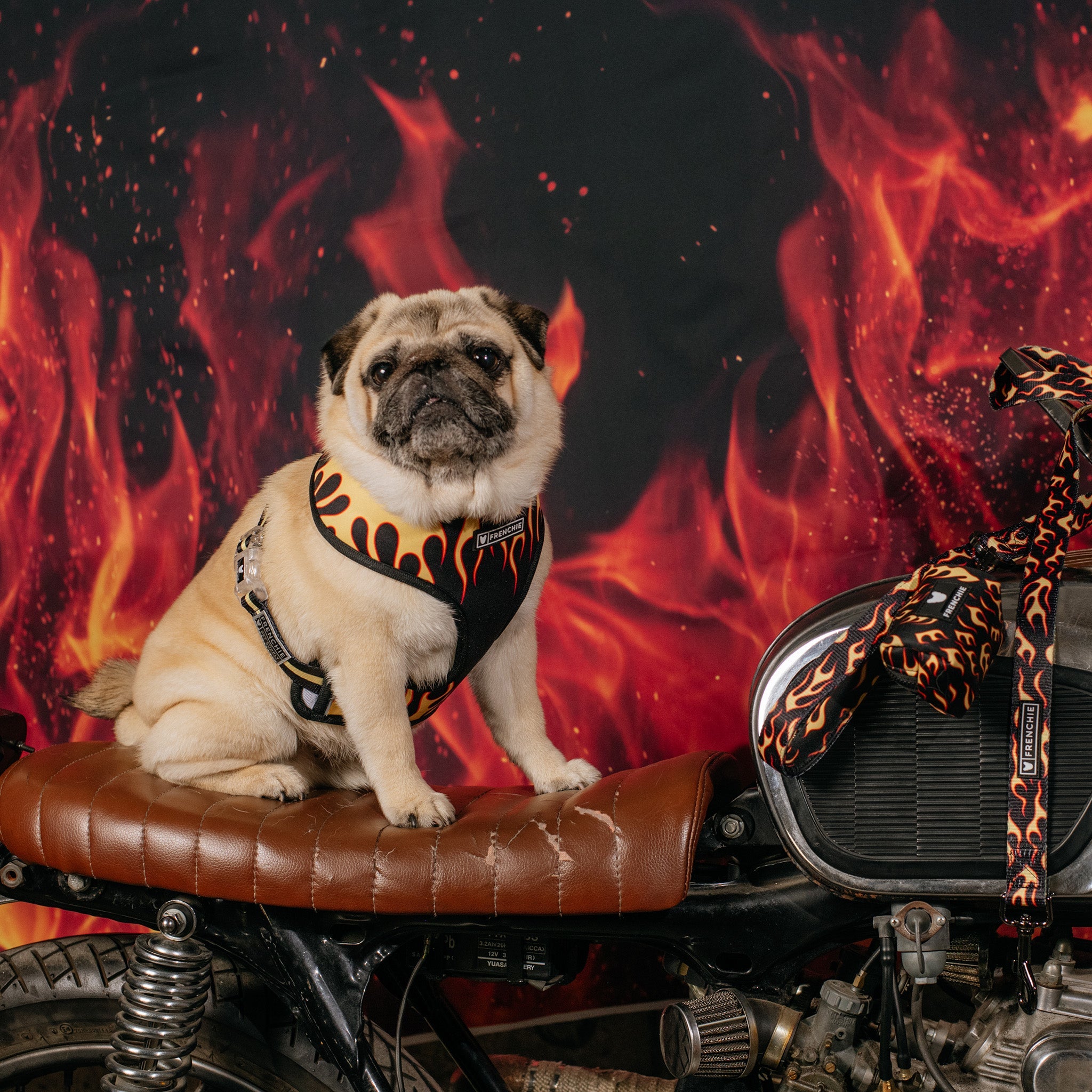 Frenchie Duo Reversible Harness - Flames (Orange)