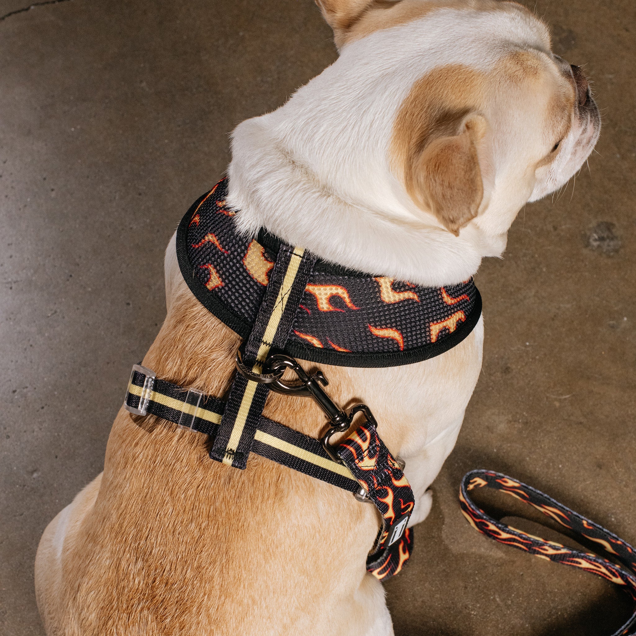 Frenchie Duo Reversible Harness - Flames (Orange)