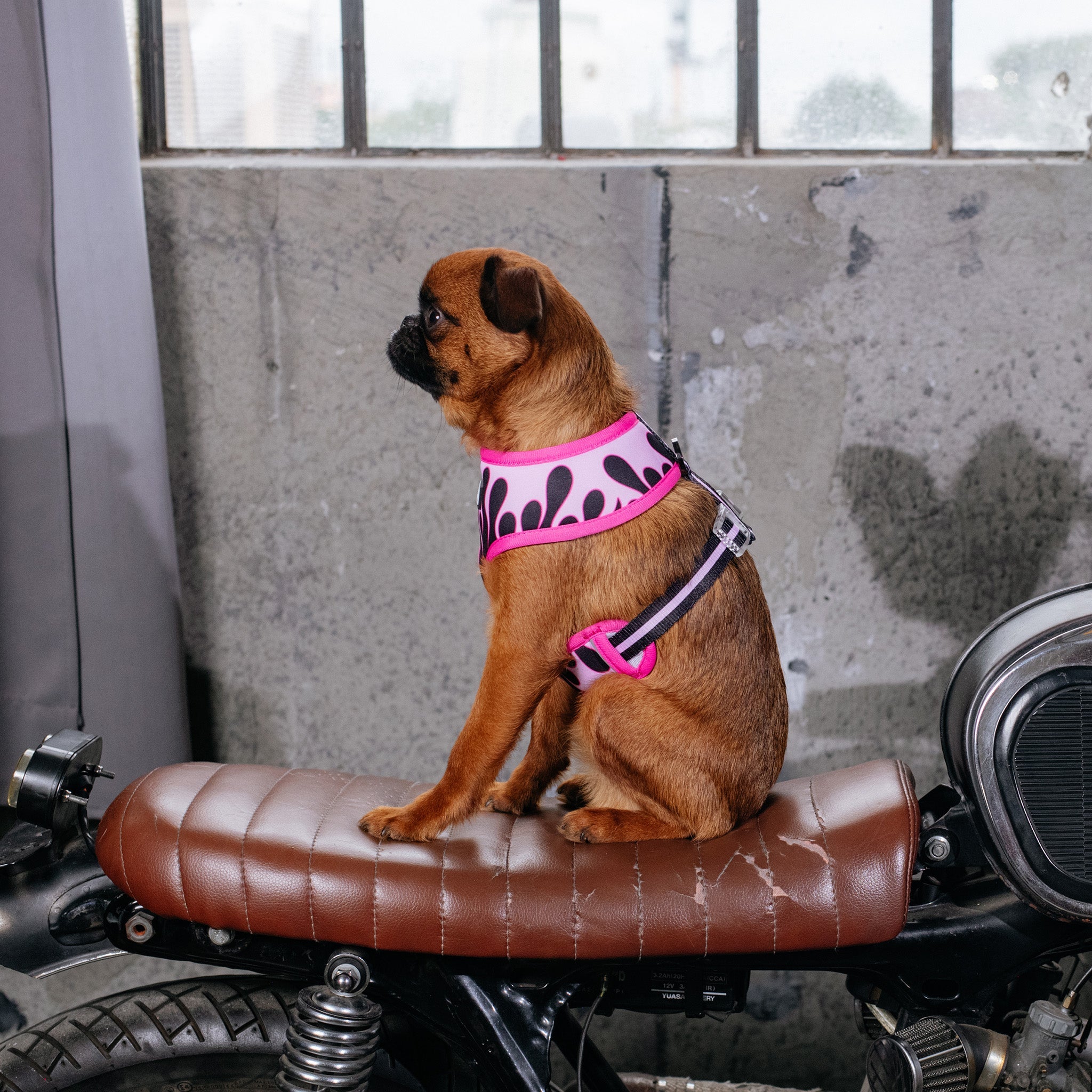 Frenchie Duo Reversible Harness - Flames (Pink)