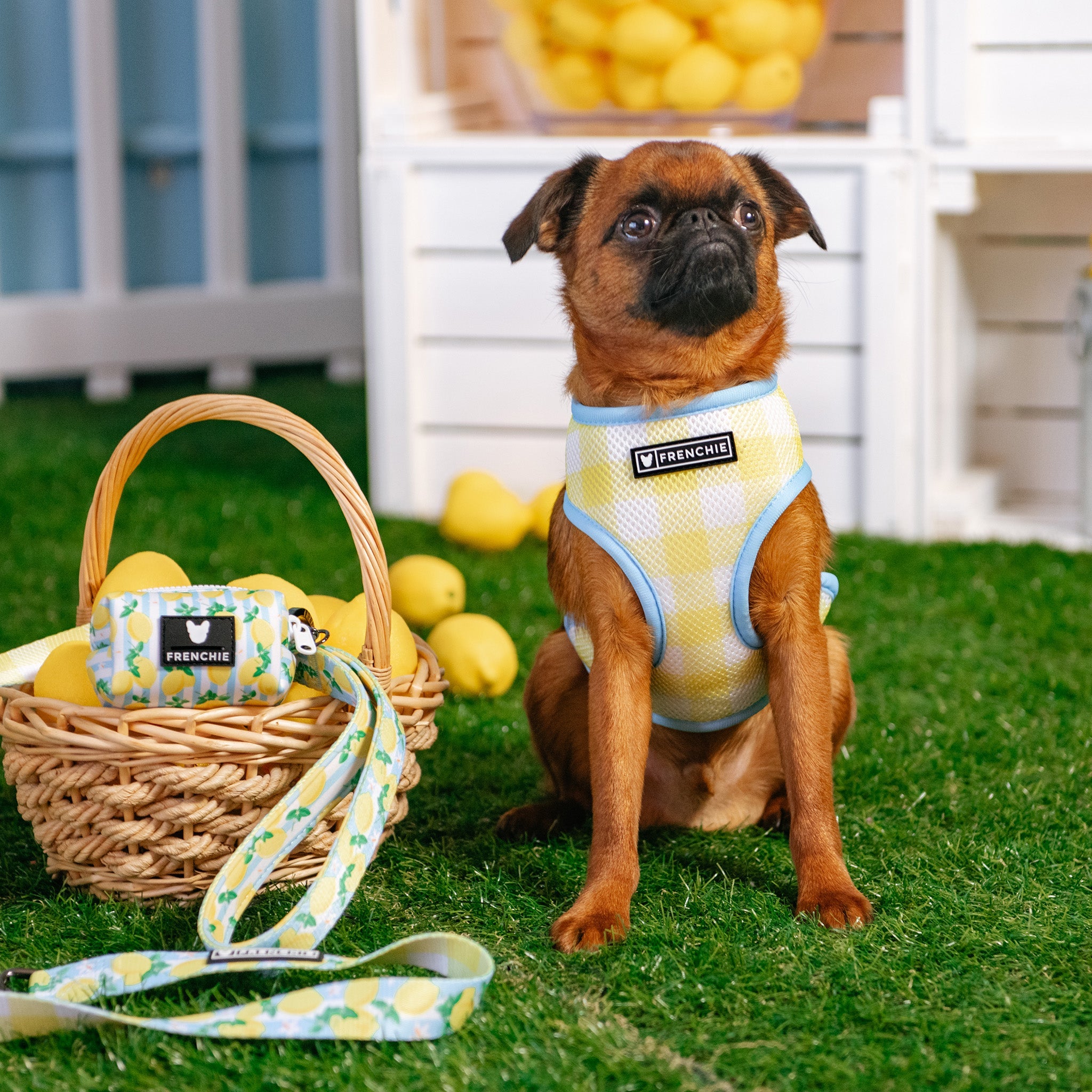 Frenchie Duo Reversible Harness - Lemon Tree