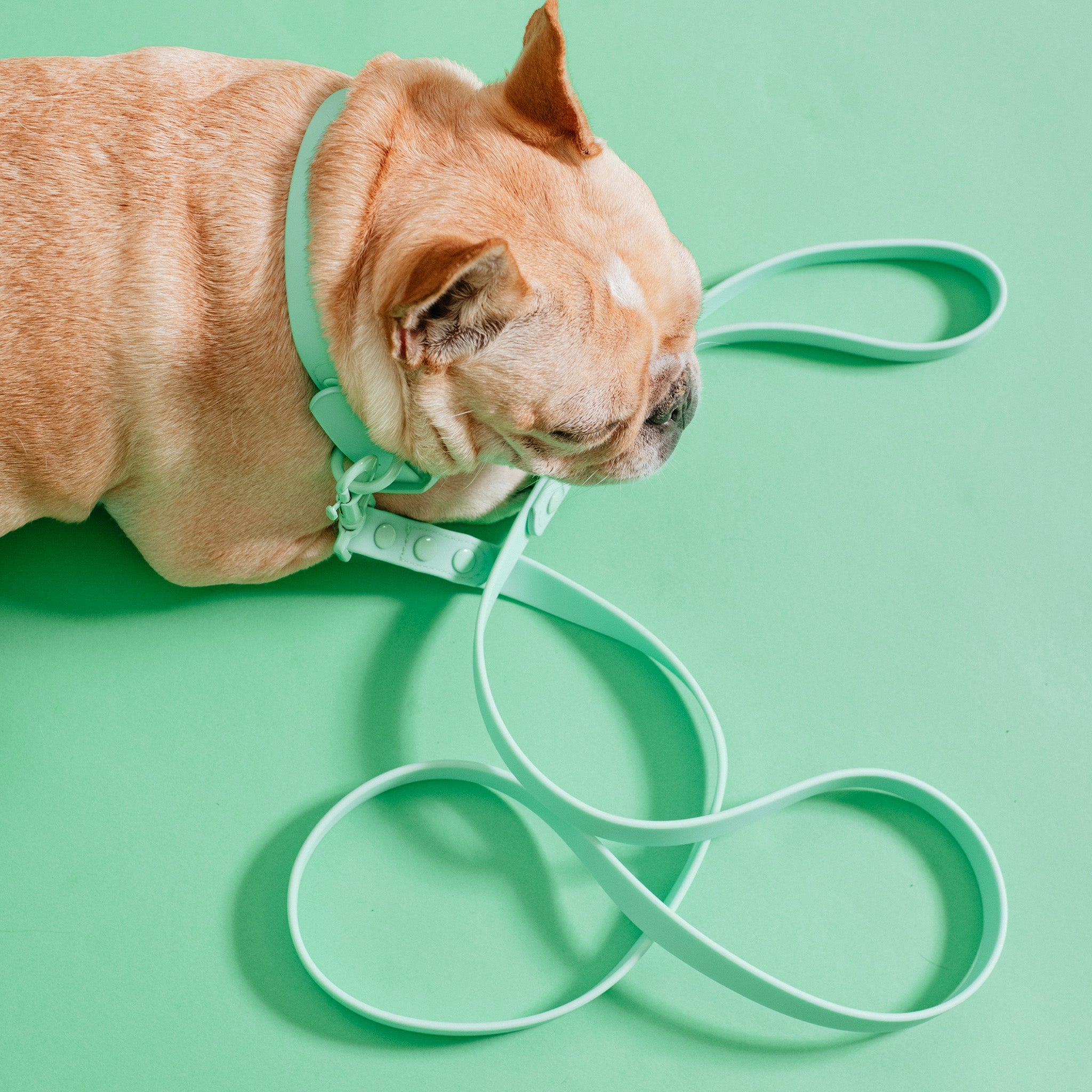 Frenchie Waterproof Leash - Mint Green