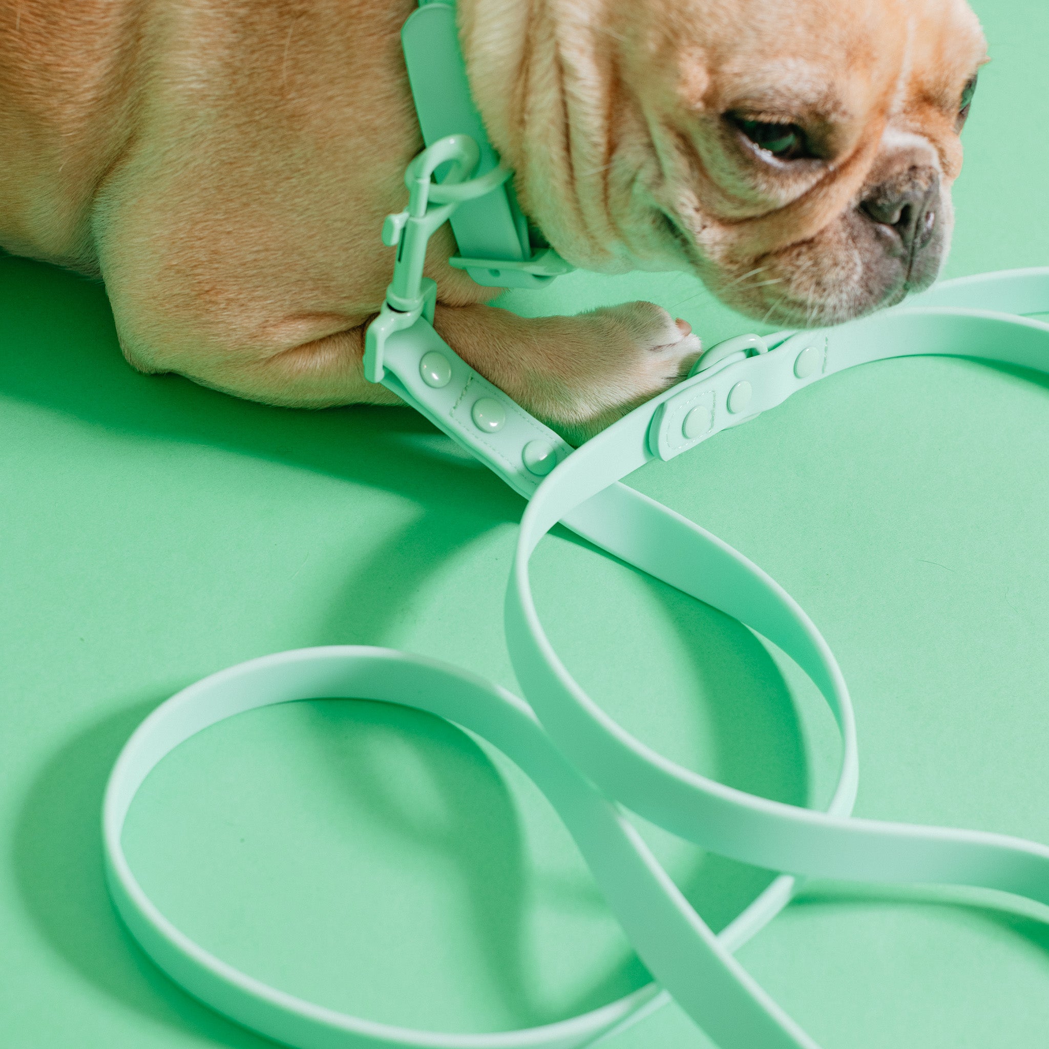 Frenchie Waterproof Leash - Mint Green
