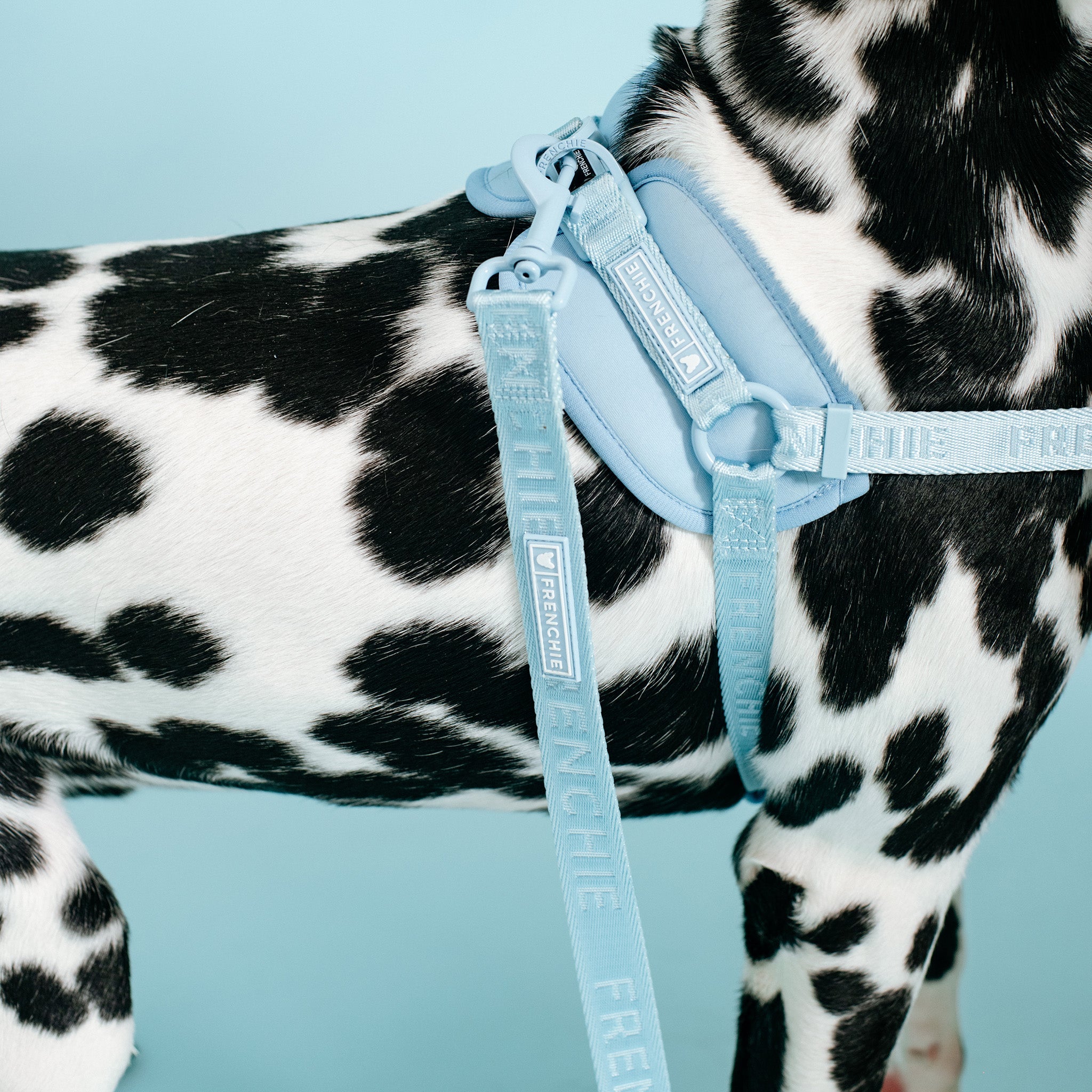 Frenchie Comfort Leash - Sky Blue