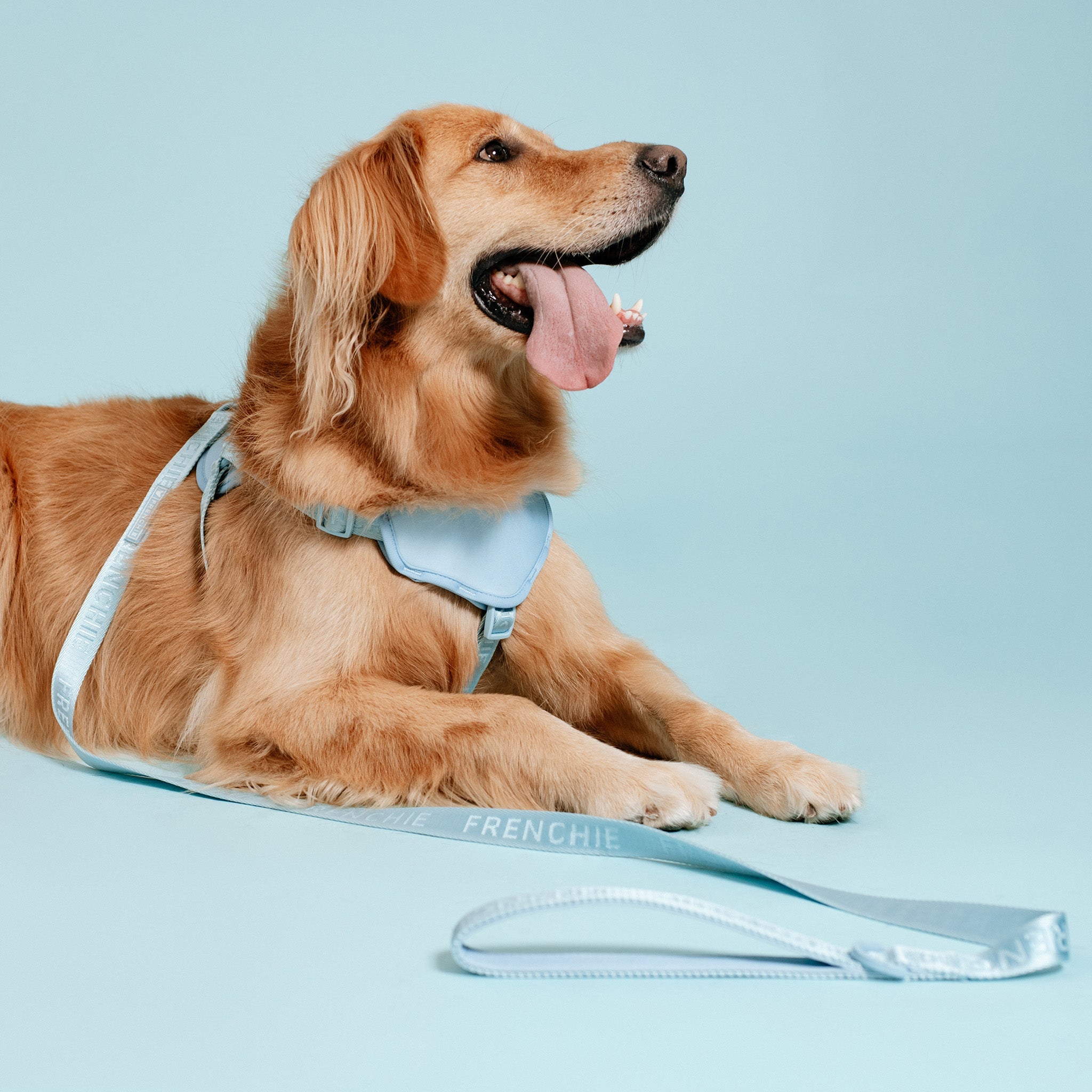 Frenchie Comfort Leash - Sky Blue
