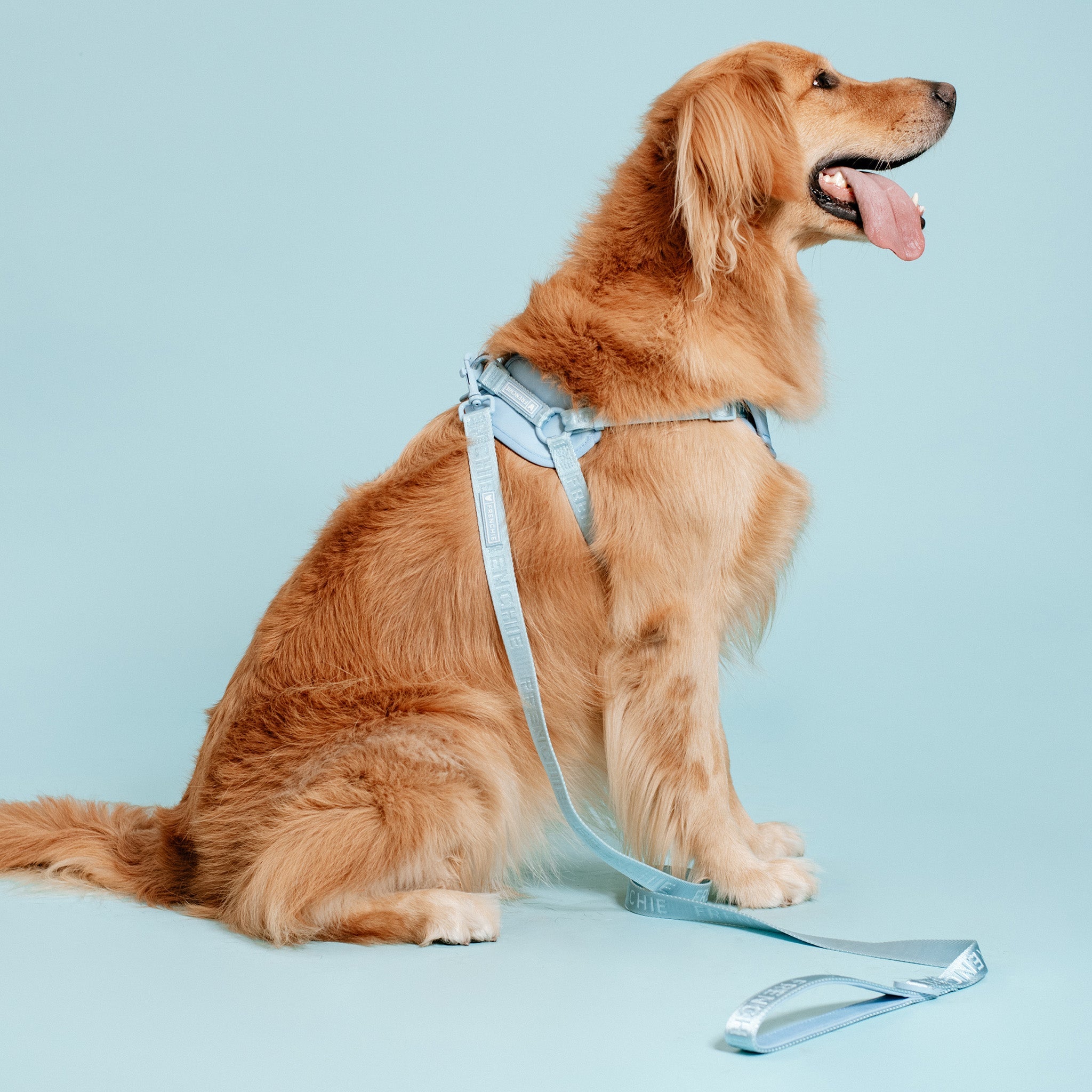 Frenchie Comfort Leash - Sky Blue
