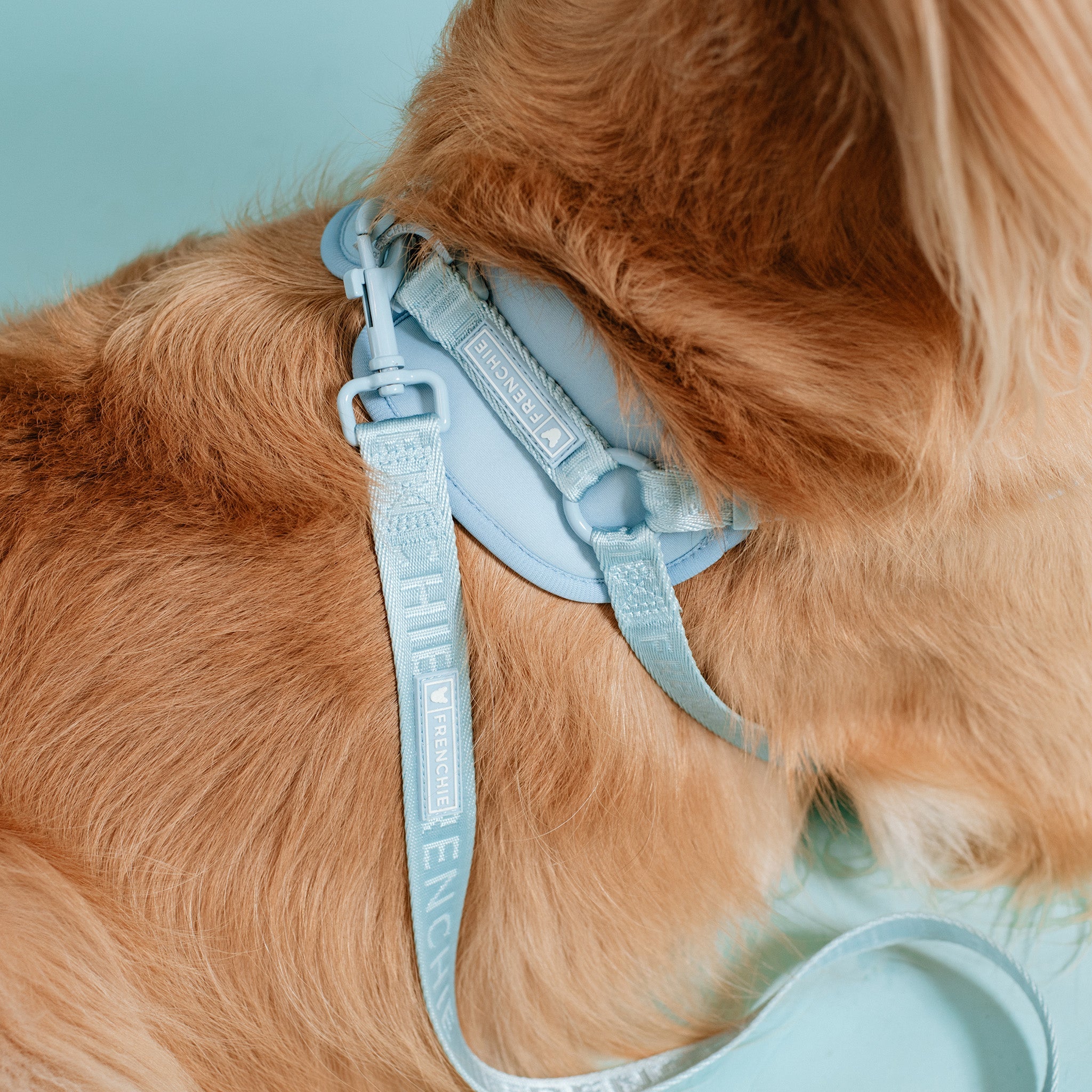 Frenchie Comfort Leash - Sky Blue