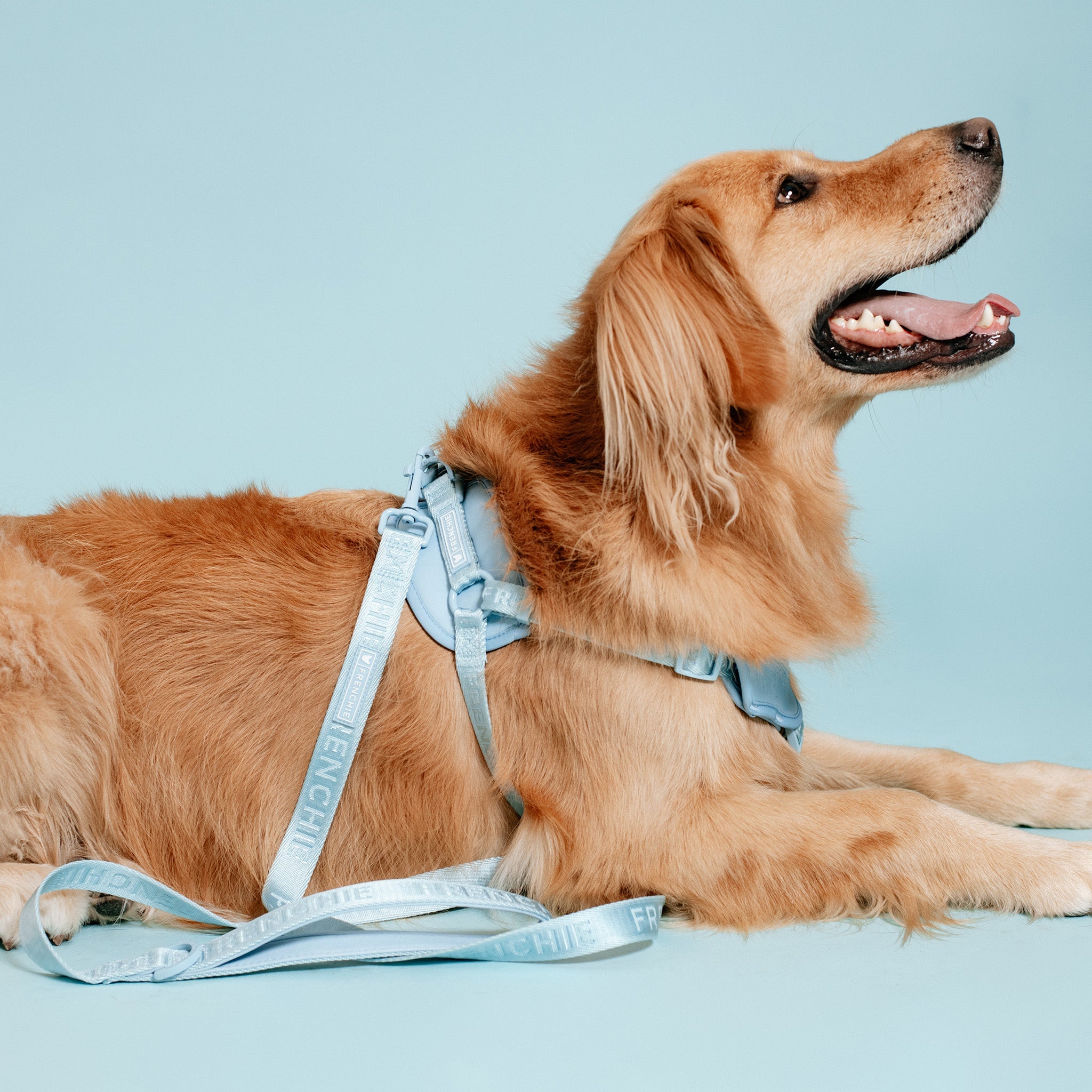 Frenchie Comfort Leash - Sky Blue