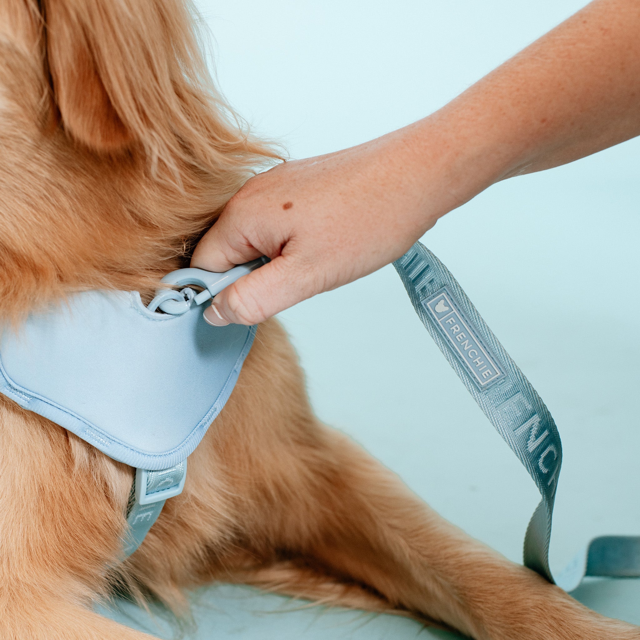 Frenchie Comfort Leash - Sky Blue