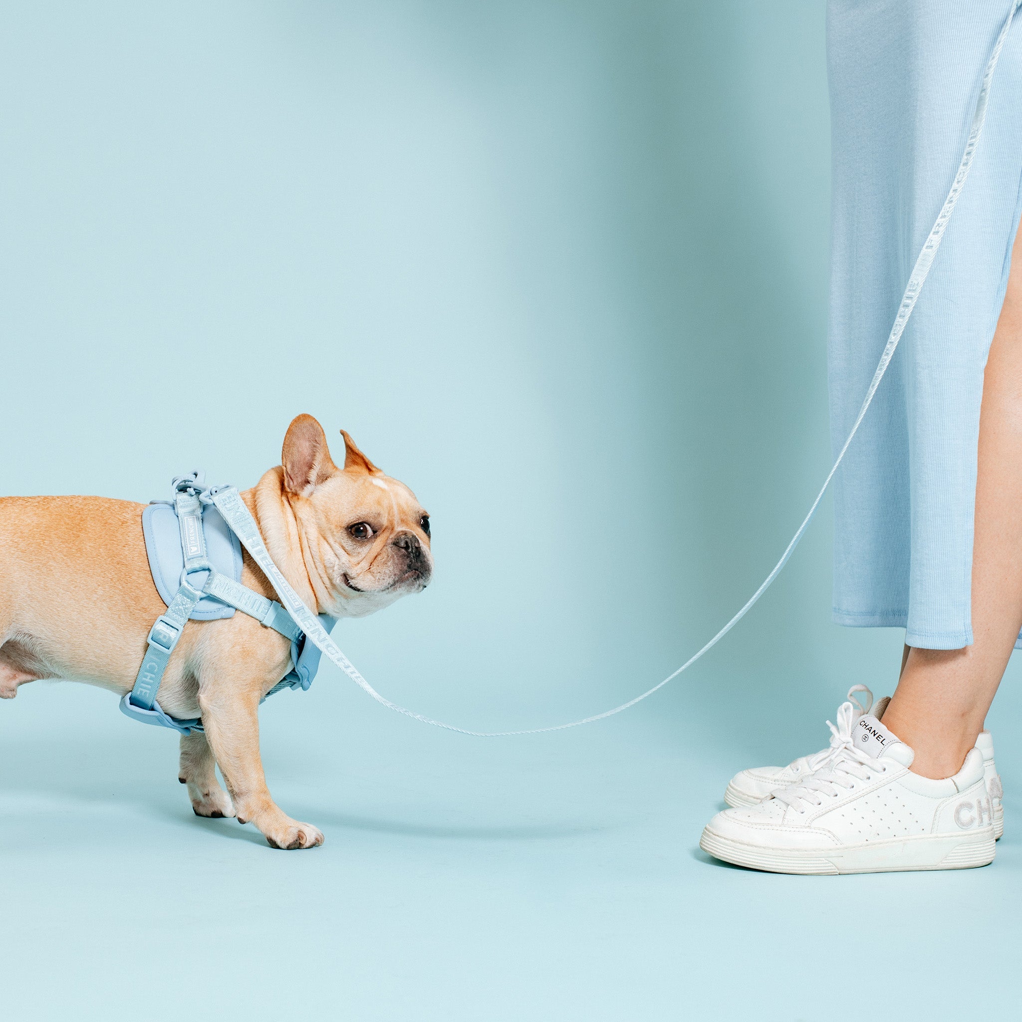Frenchie Comfort Leash - Sky Blue