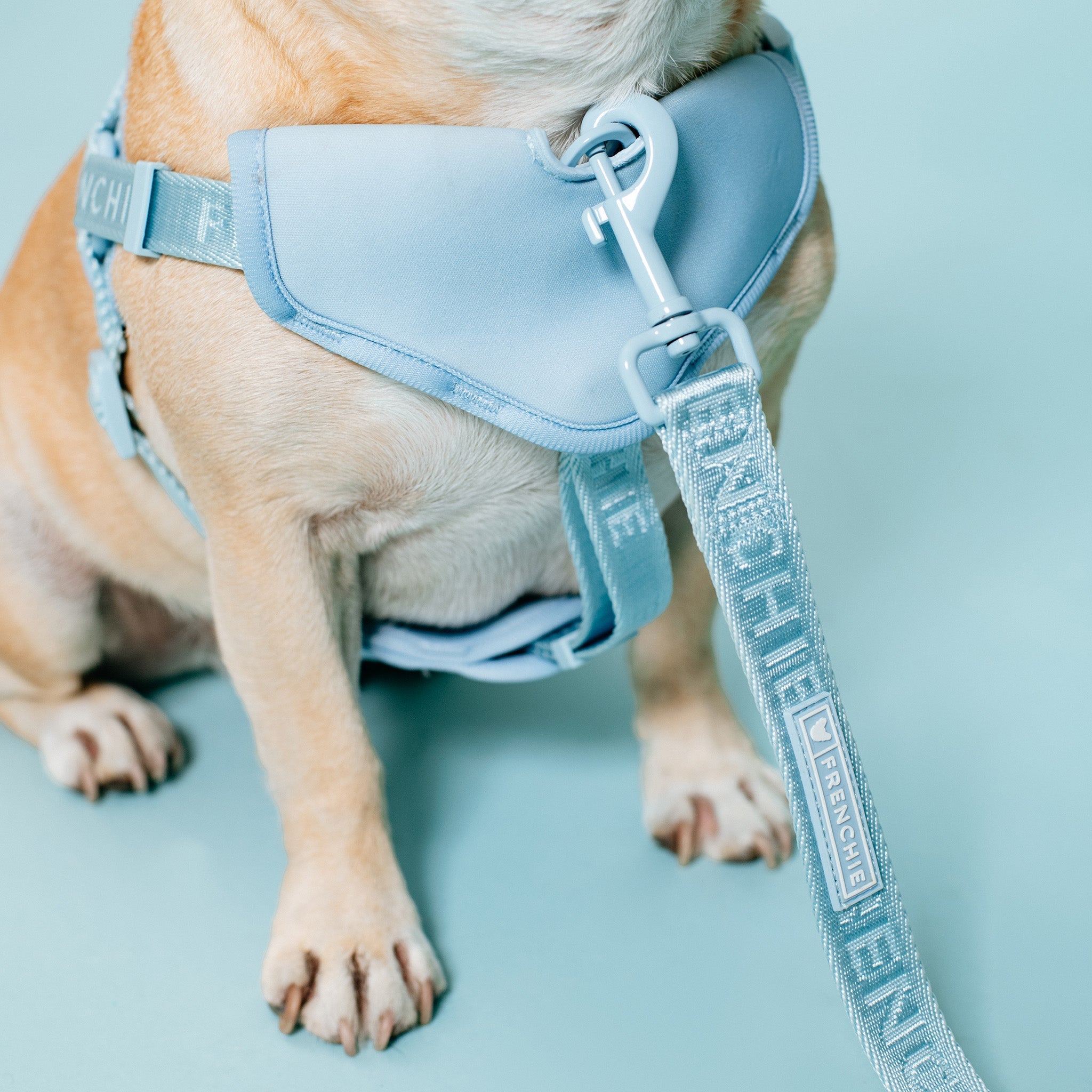 Frenchie Comfort Leash - Sky Blue