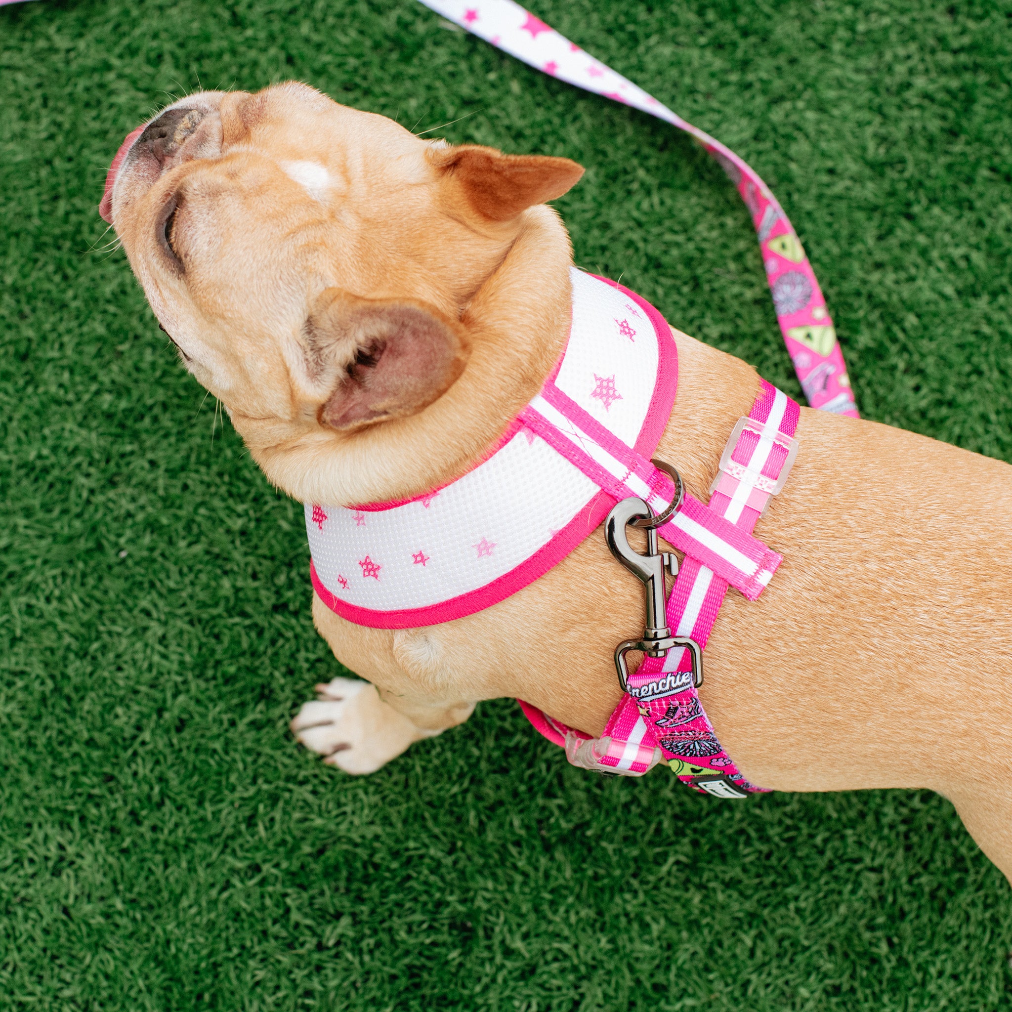 Frenchie Duo Reversible Harness - Spirit Paws