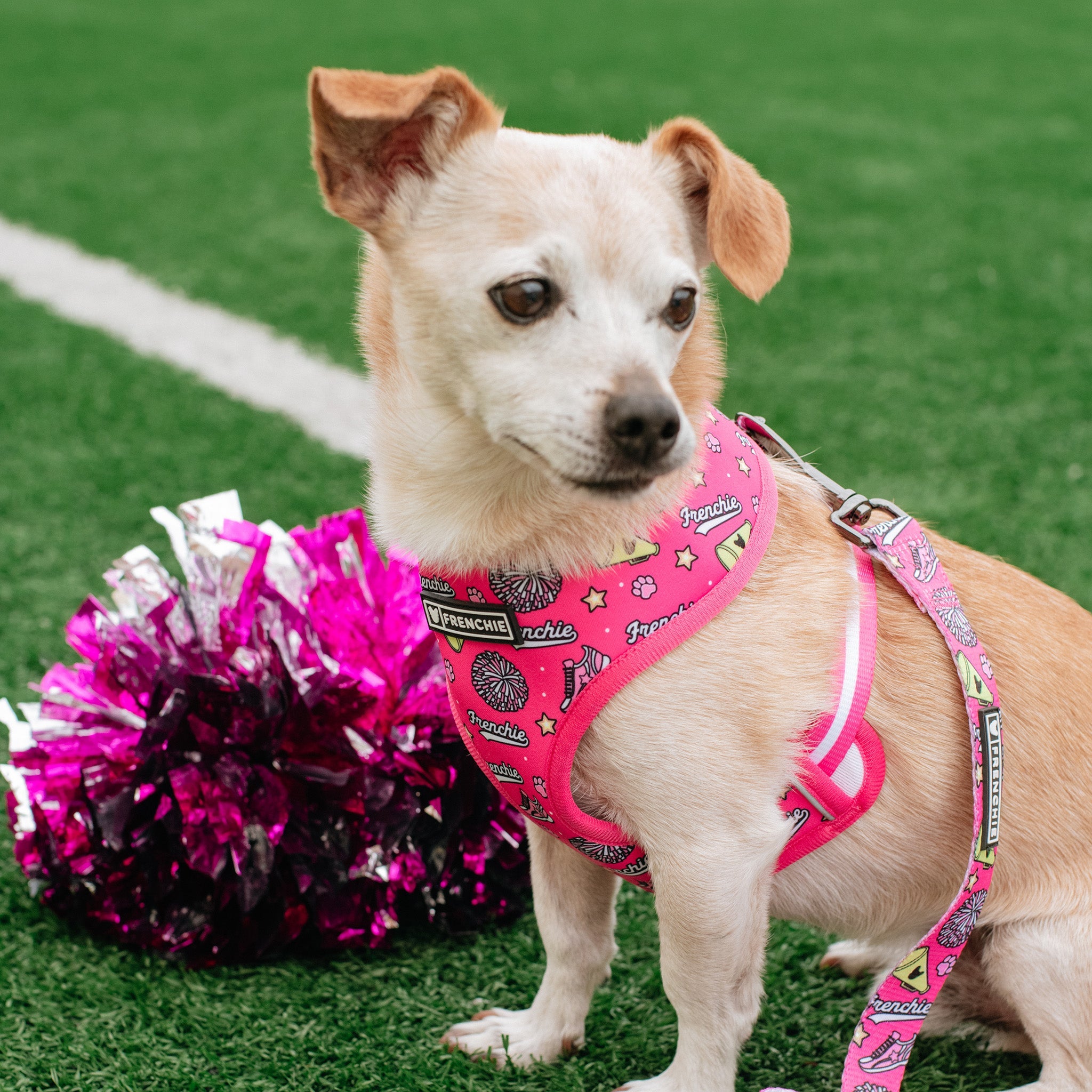 Frenchie Duo Reversible Harness - Spirit Paws