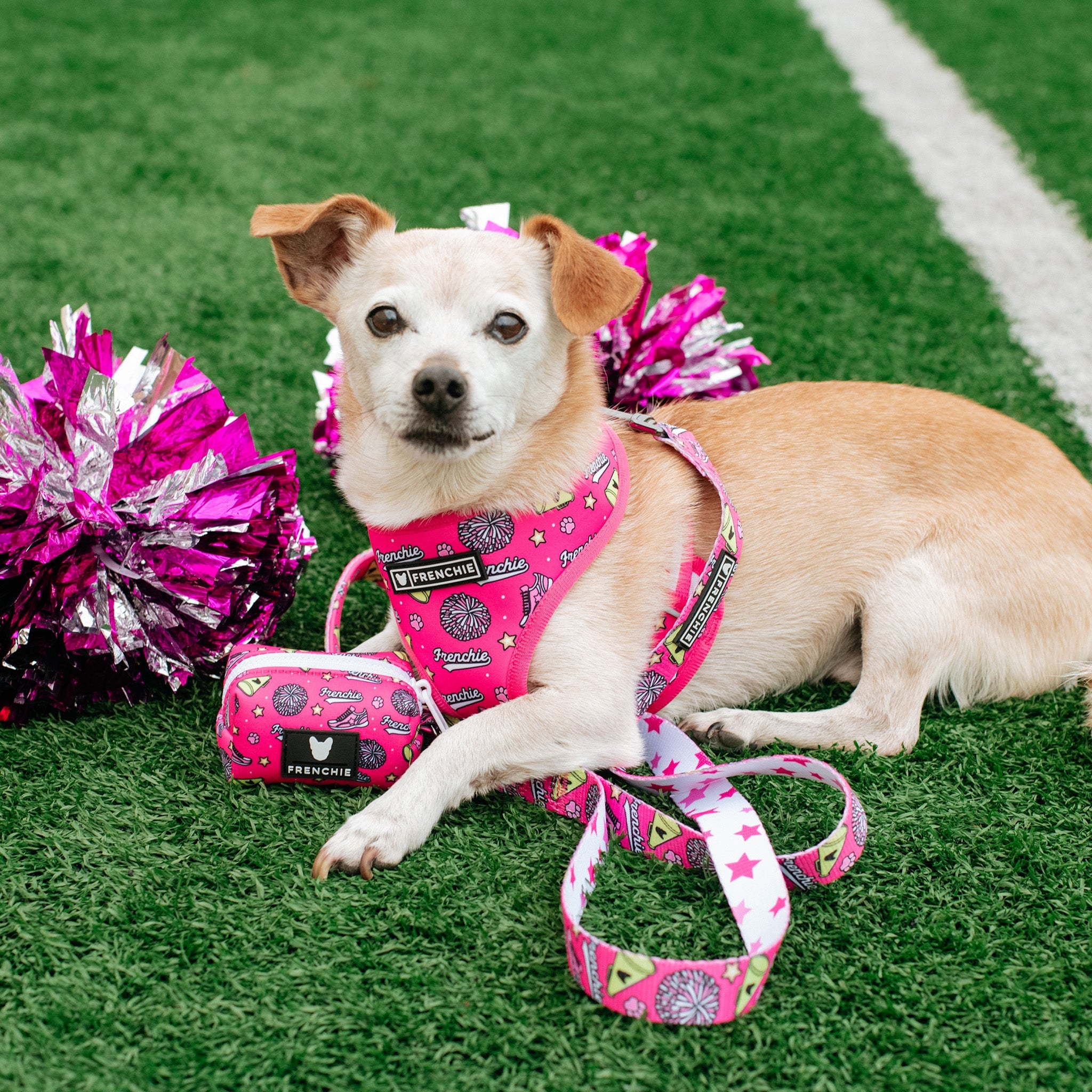 Frenchie Duo Reversible Harness - Spirit Paws