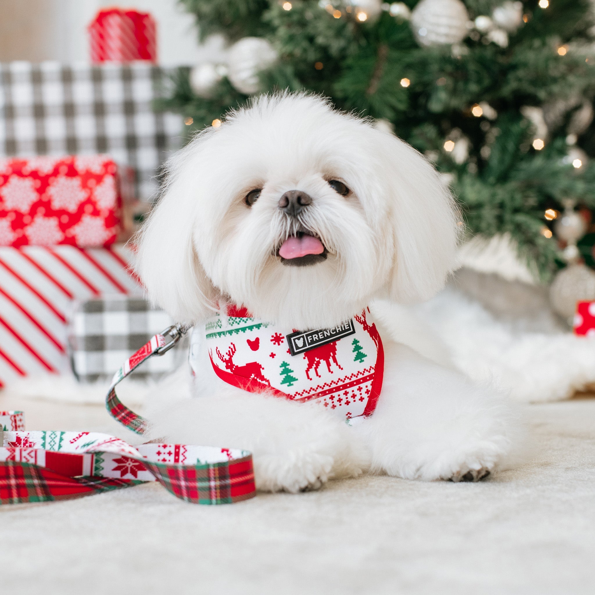 Frenchie Duo Reversible Harness - Tis The Season